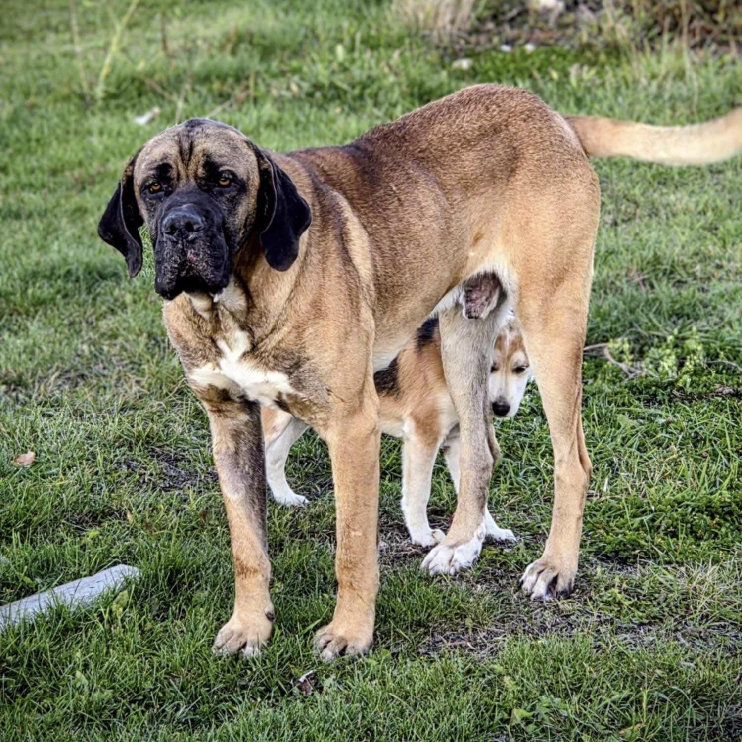 Hercules (20251006-05)