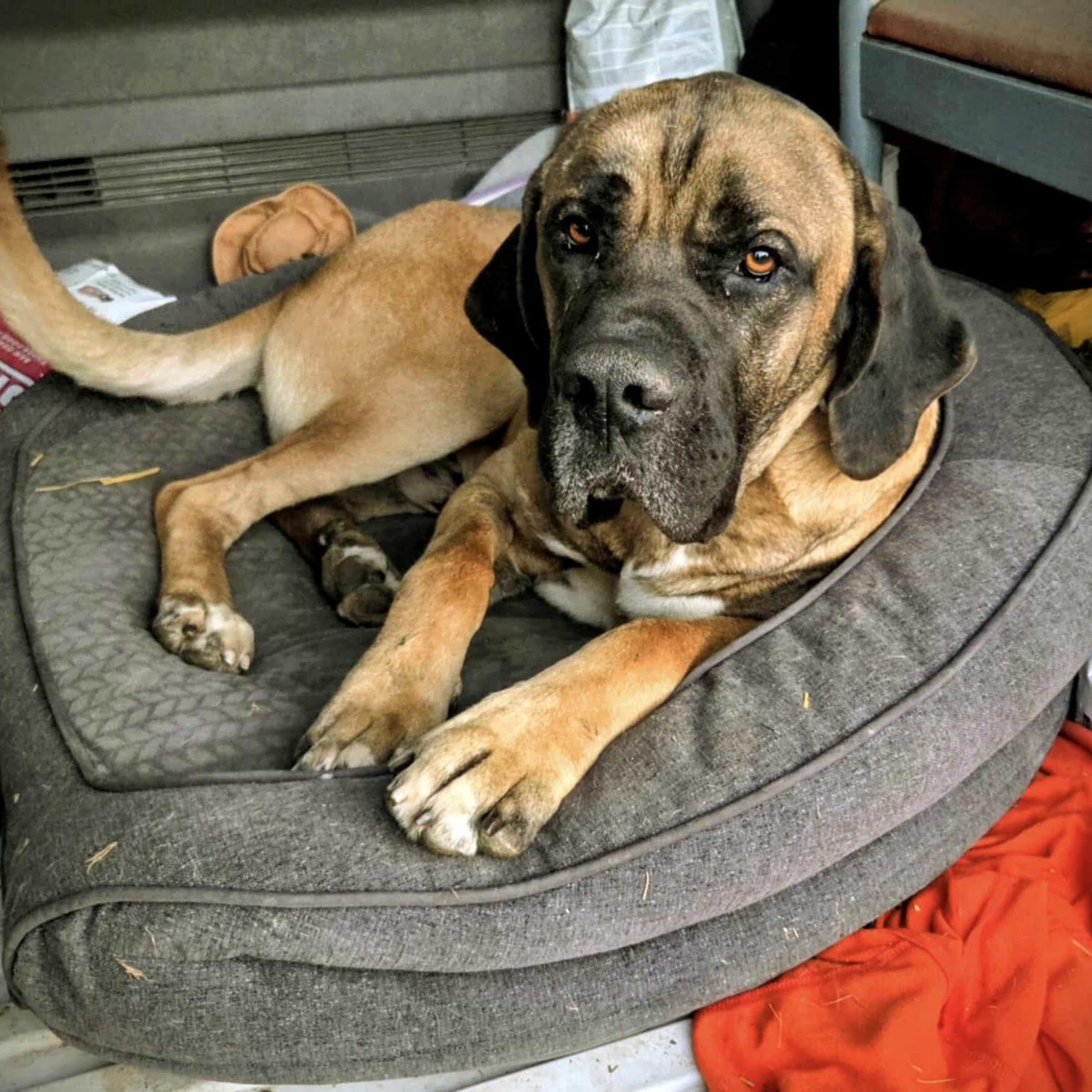 Hercules (20251006-05)