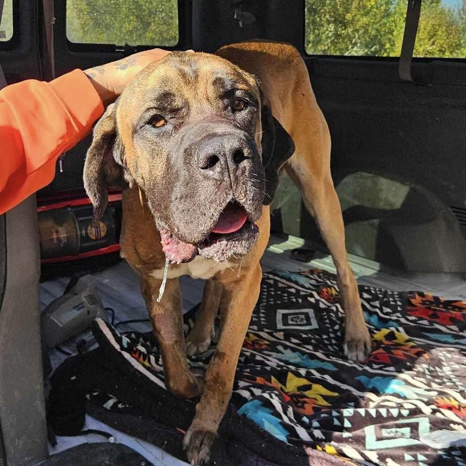 Hercules (20251006-05)