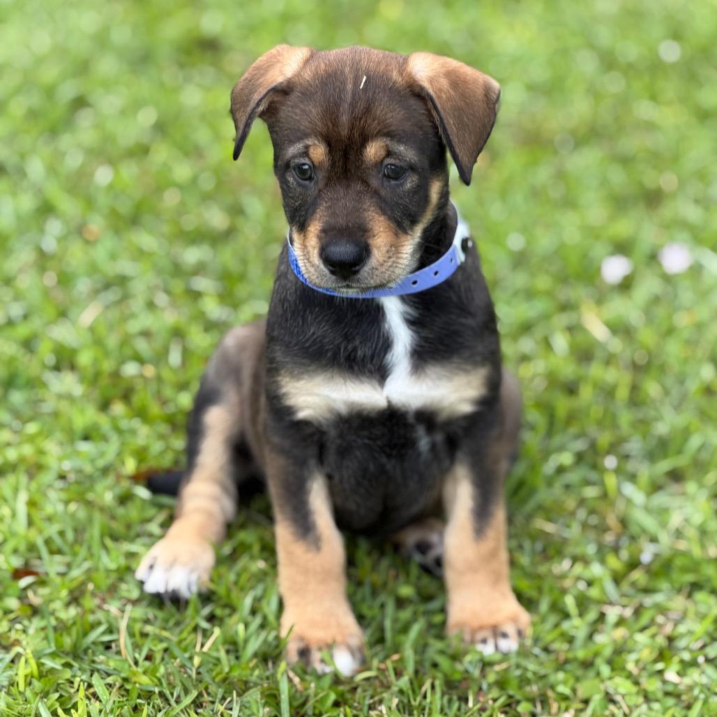 OLYMPIA, Adoptable, Puppy Female Labrador Retriever & Mixed Breed.
