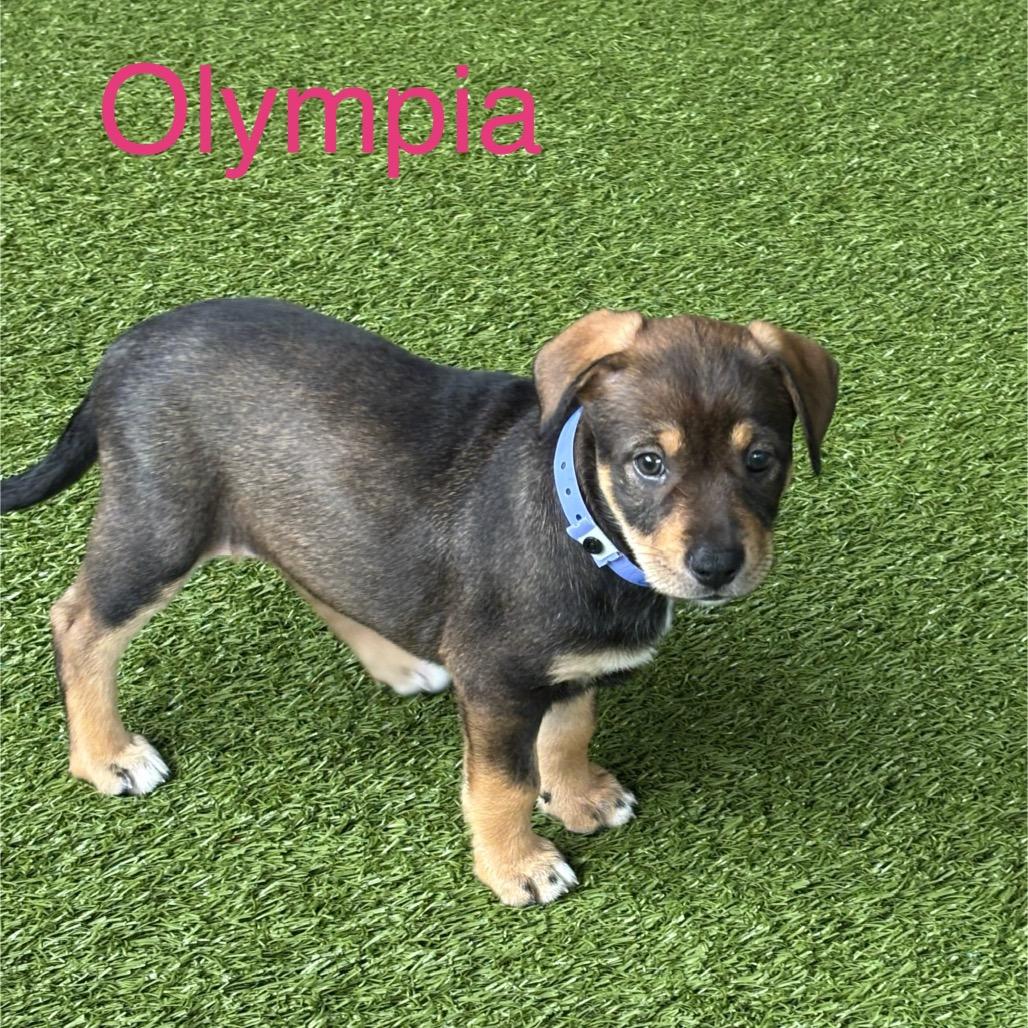 Enlarge OLYMPIA, a Adoptable mixed breed in Wellington, FL image 2/6
