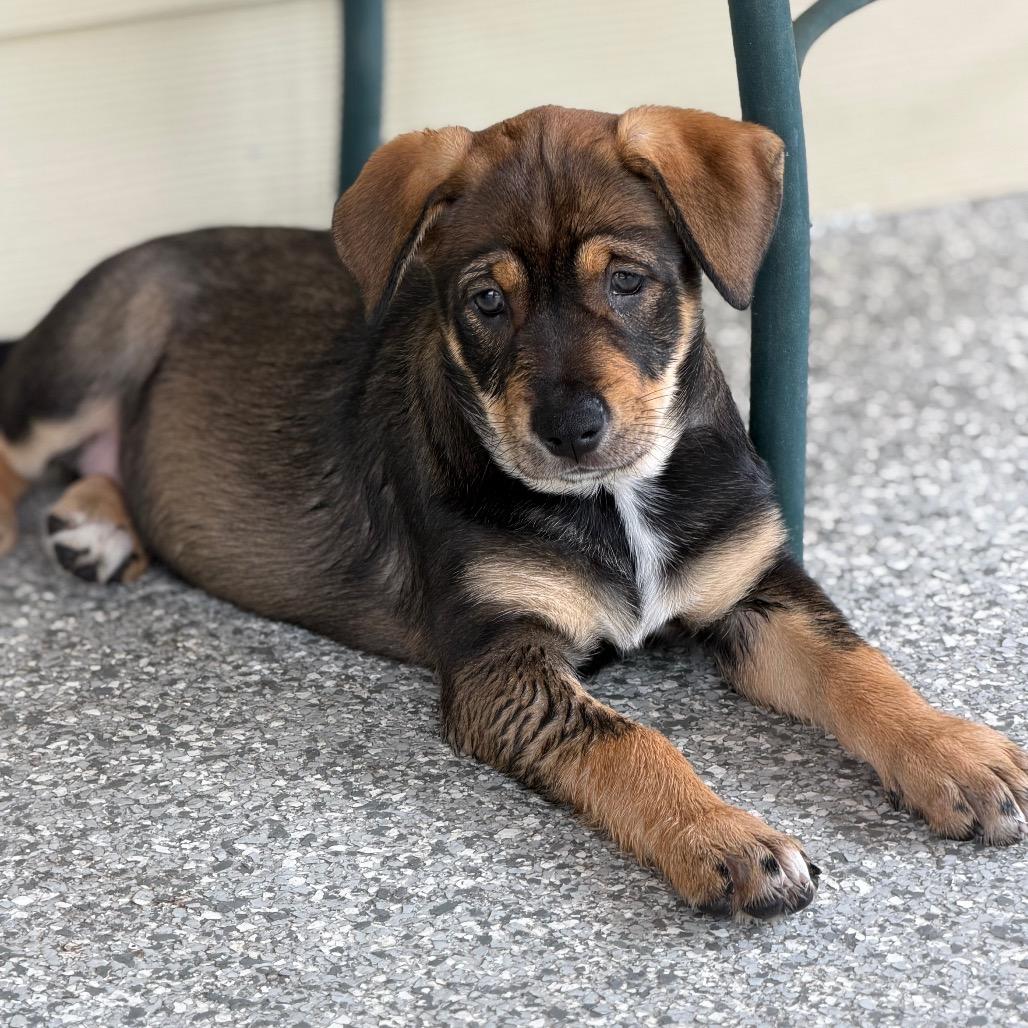 Enlarge OLYMPIA, a Adoptable mixed breed in Wellington, FL image 3/6