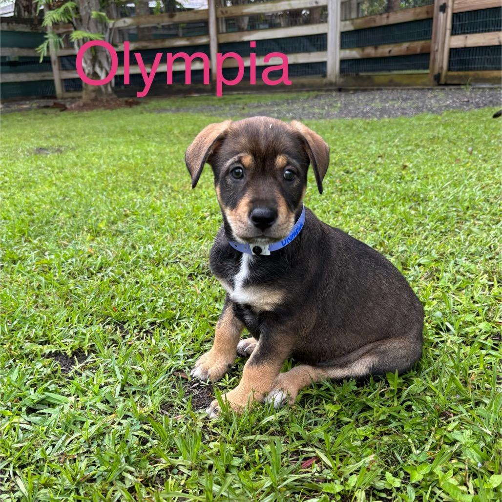 Enlarge OLYMPIA, a Adoptable mixed breed in Wellington, FL image 4/6