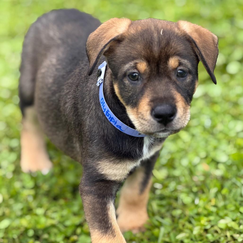 Enlarge OLYMPIA, a Adoptable mixed breed in Wellington, FL image 5/6