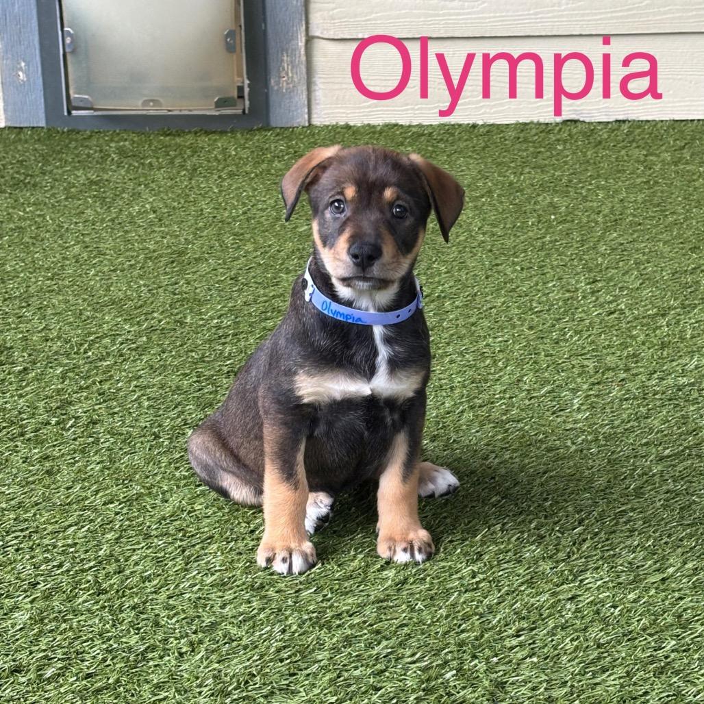 Enlarge OLYMPIA, a Adoptable mixed breed in Wellington, FL image 6/6