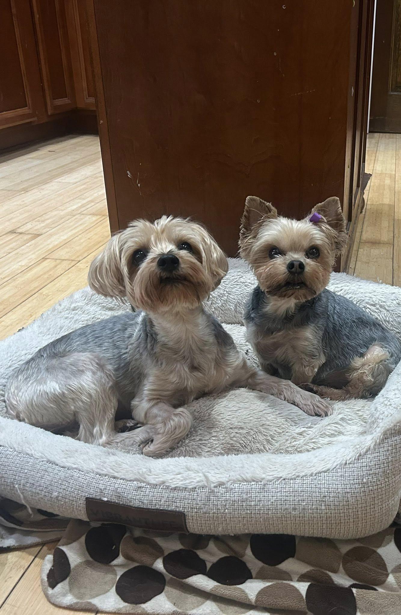Enlarge Maggie D1998 and Lollipop D1997, a ADOPTABLE Yorkshire Terrier in Hayes, VA image 2/6