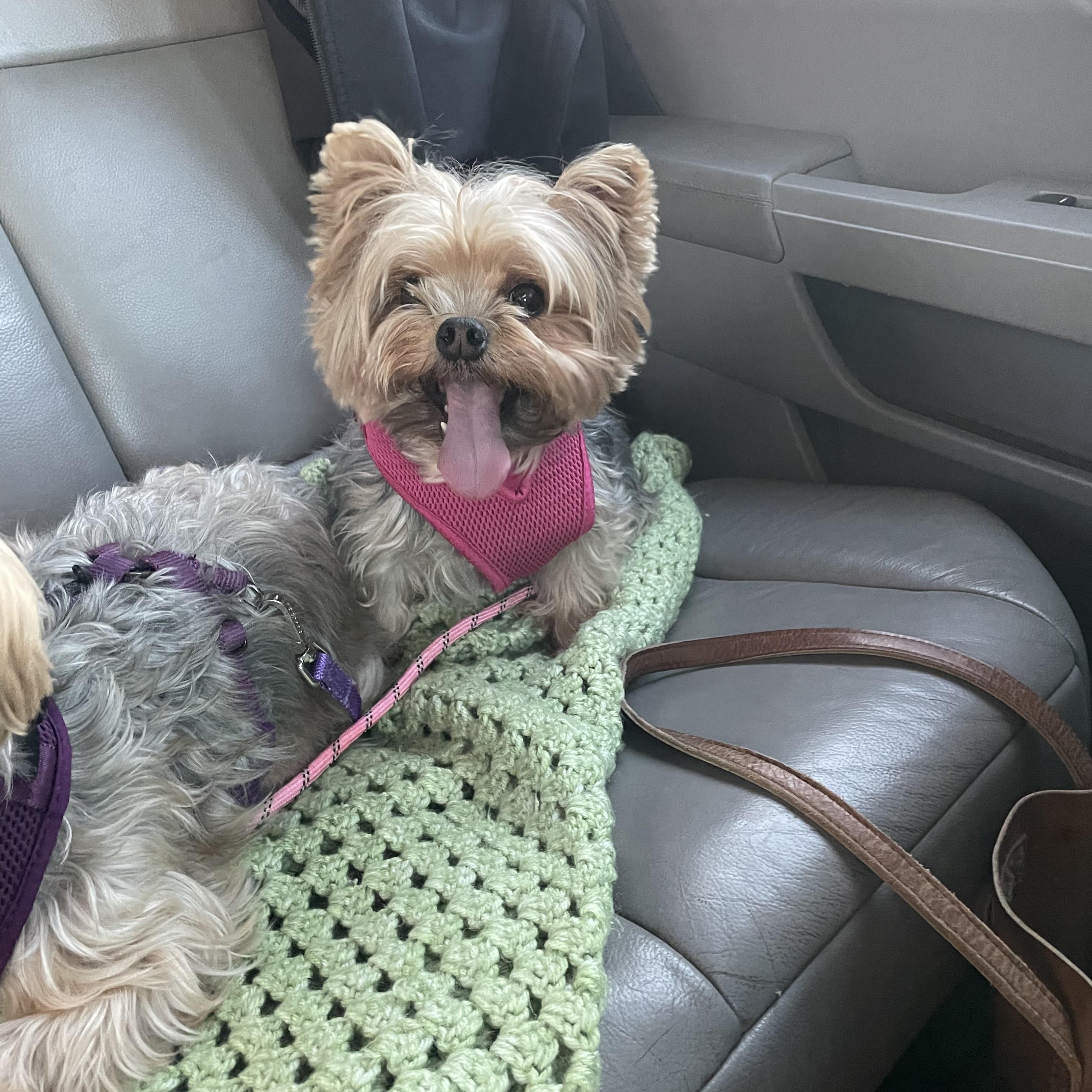 Enlarge Maggie D1998 and Lollipop D1997, a ADOPTABLE Yorkshire Terrier in Hayes, VA image 6/6