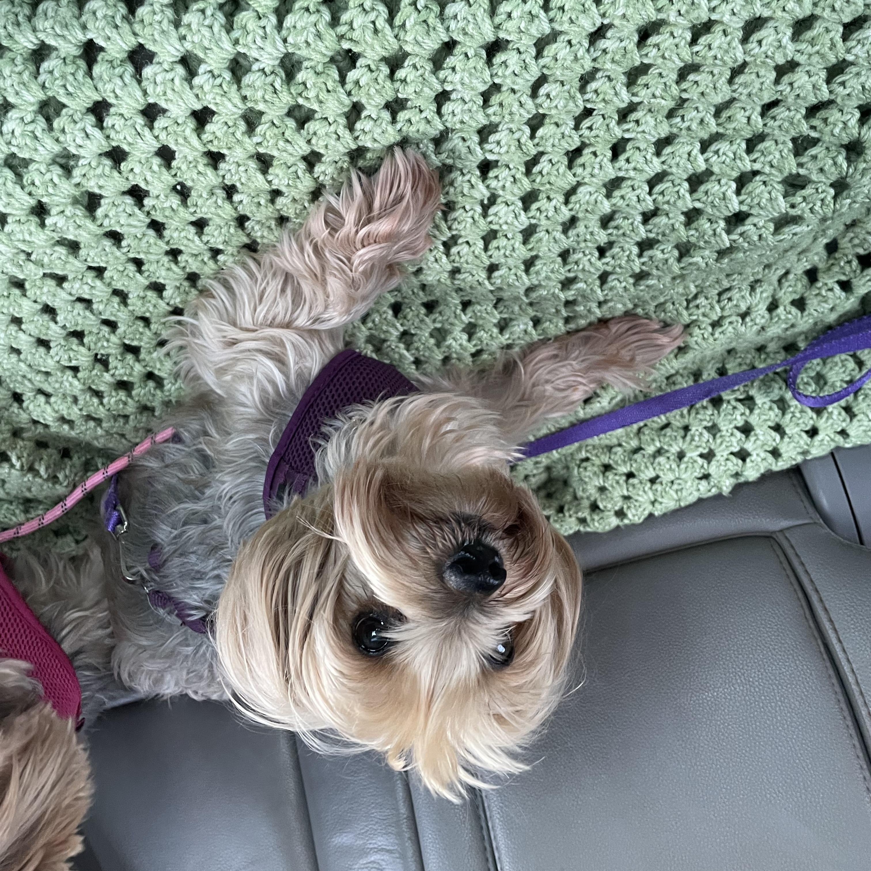 Enlarge Maggie D1998 and Lollipop D1997, a ADOPTABLE Yorkshire Terrier in Hayes, VA image 5/6