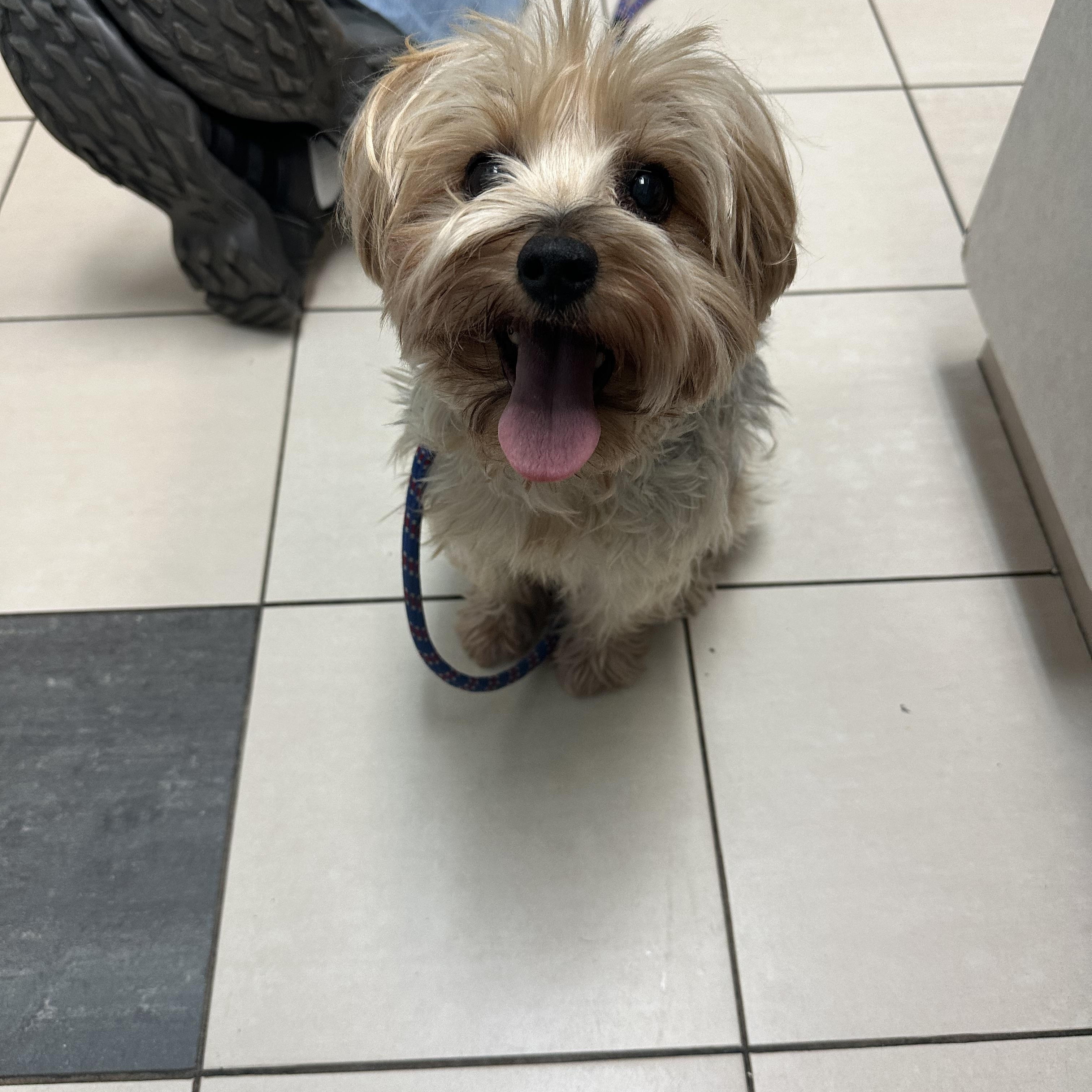 Enlarge Maggie D1998 and Lollipop D1997, a ADOPTABLE Yorkshire Terrier in Hayes, VA image 4/6