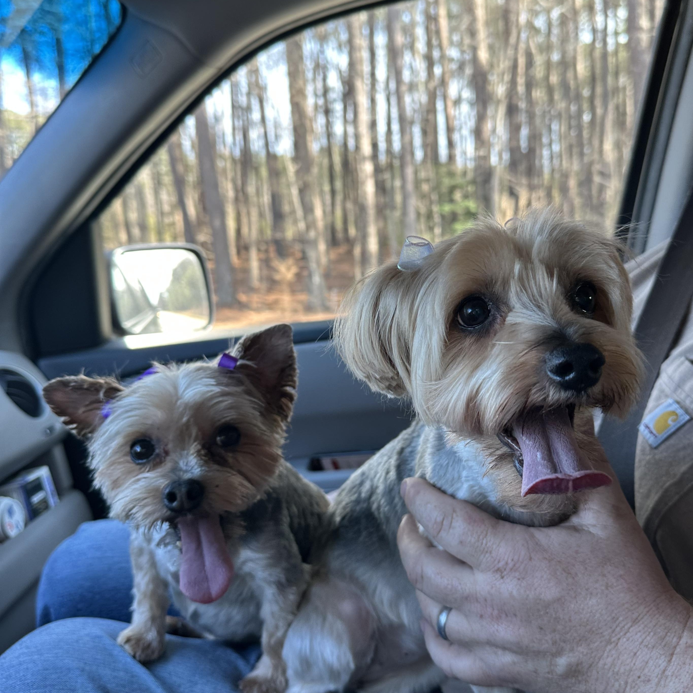 Enlarge Maggie D1998 and Lollipop D1997, a ADOPTABLE Yorkshire Terrier in Hayes, VA image 1/6