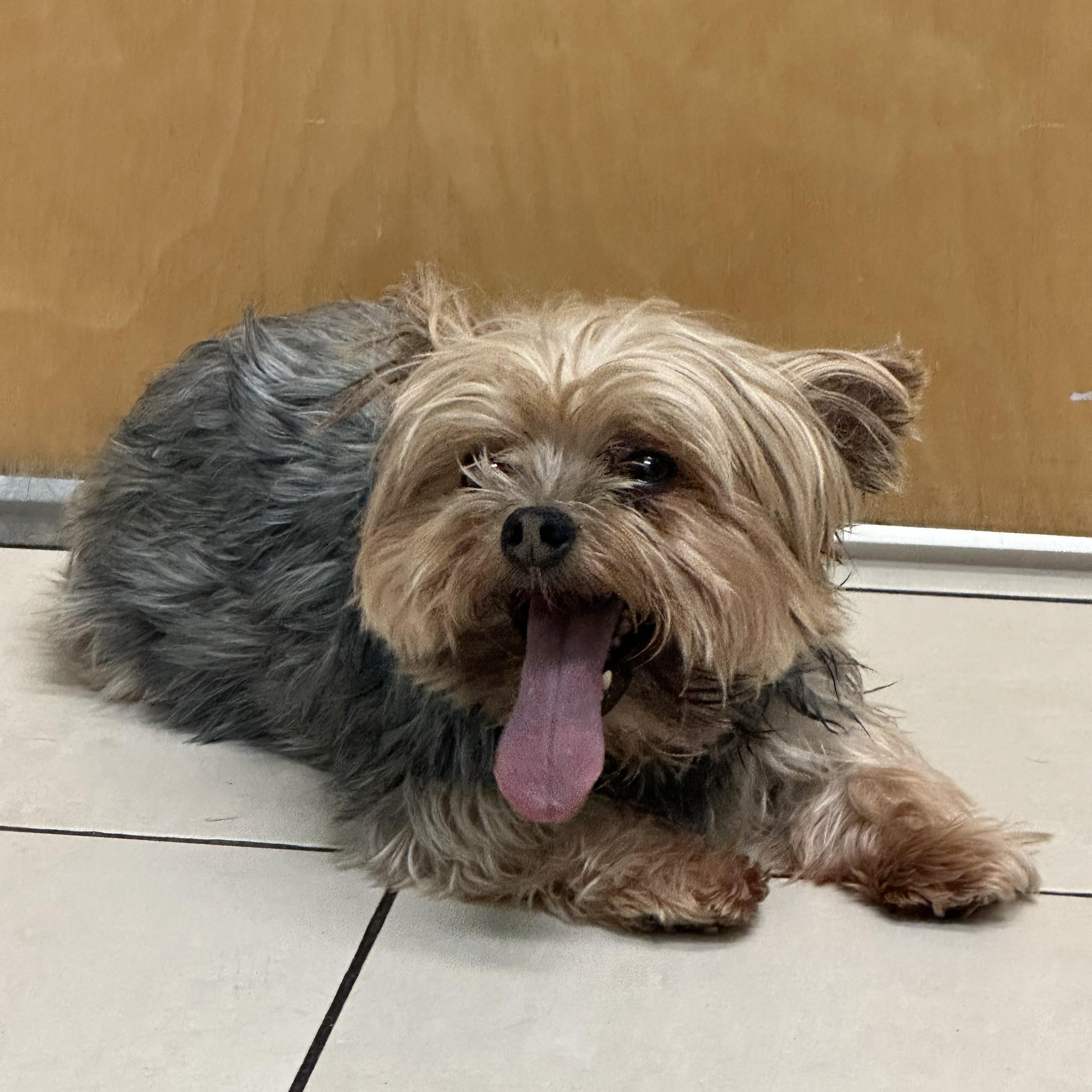 Enlarge Maggie D1998 and Lollipop D1997, a ADOPTABLE Yorkshire Terrier in Hayes, VA image 3/6