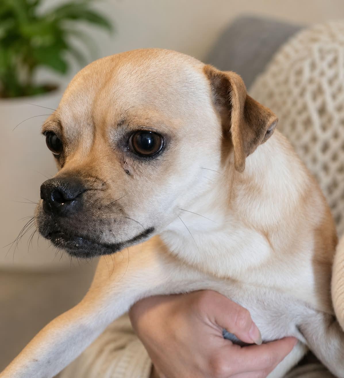 Enlarge Fletcher 2, a Adoptable Pug in Minneapolis, MN image 1/1