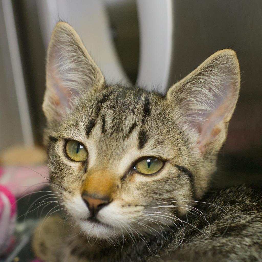 Enlarge Shiso, a Adoptable mixed breed in Shoreline, WA image 1/1