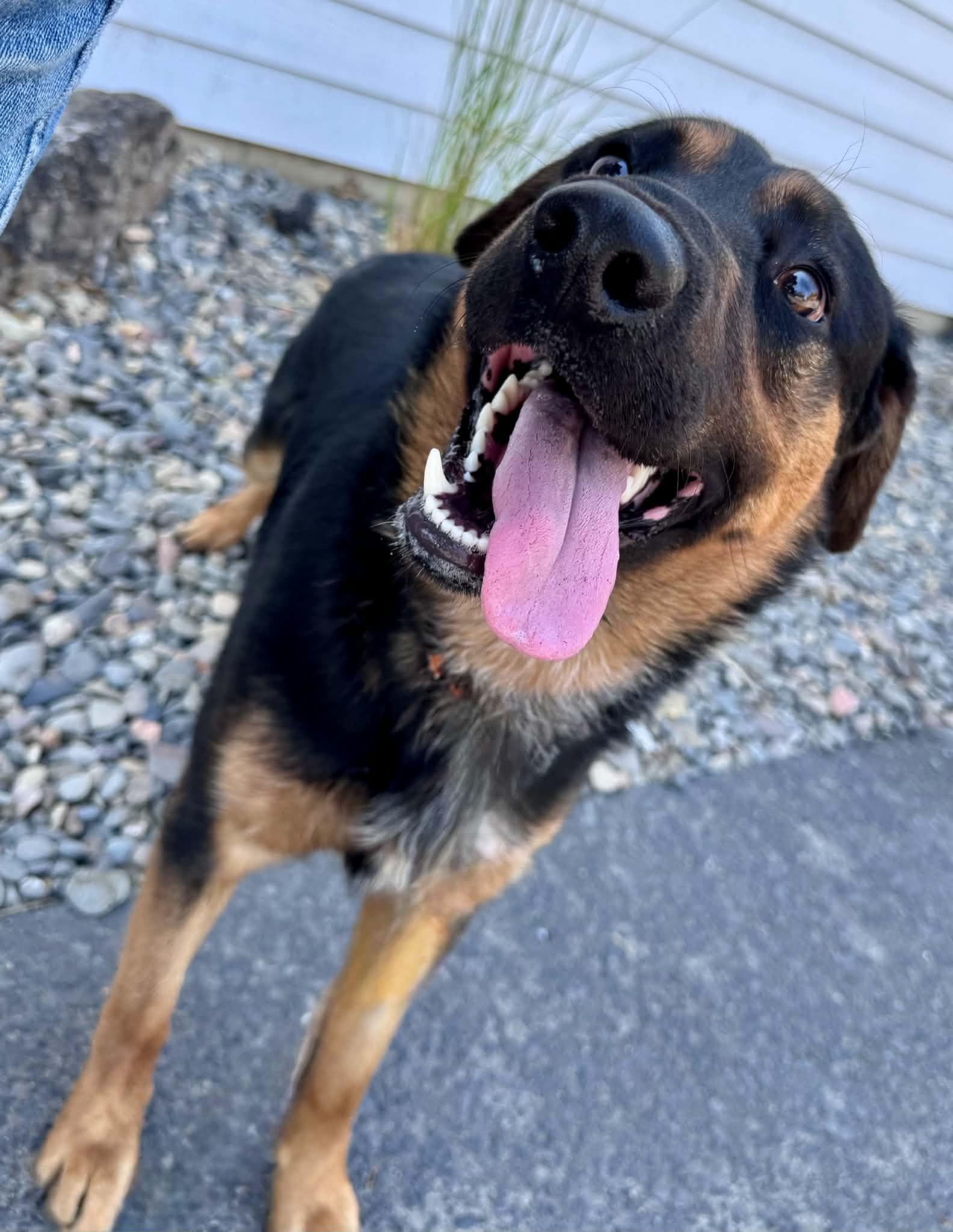 Squishy, ADOPTABLE, Young Male German Shepherd Dog.