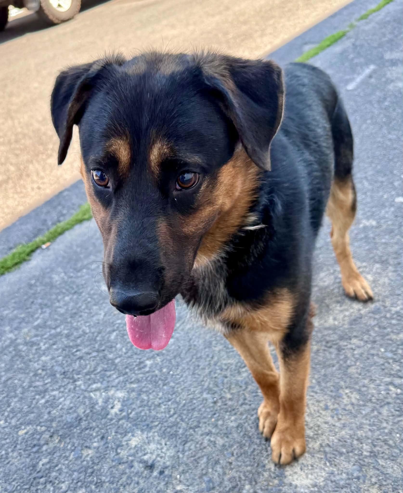 Enlarge Squishy, a ADOPTABLE mixed breed in Bend, OR image 4/6