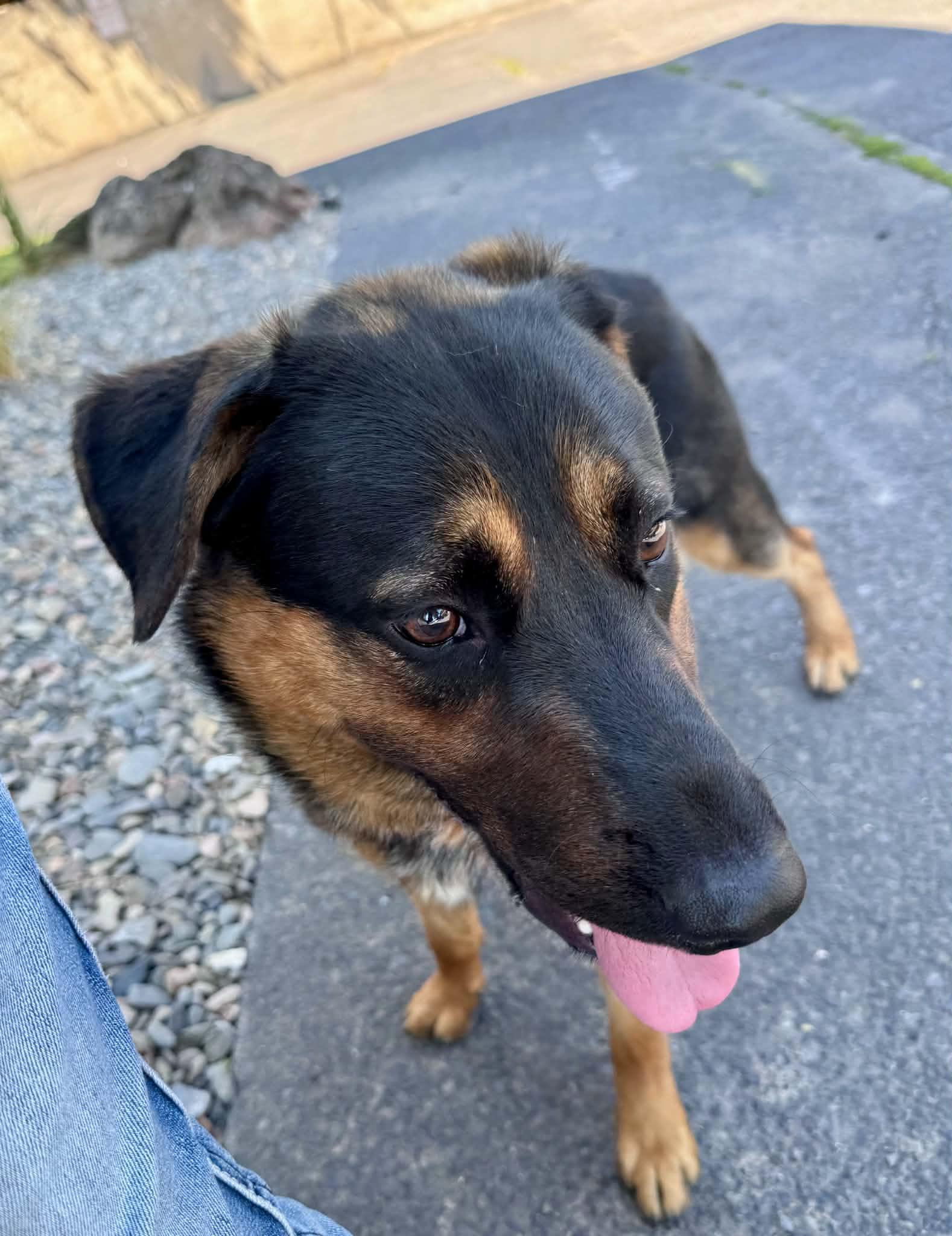 Enlarge Squishy, a ADOPTABLE mixed breed in Bend, OR image 2/6
