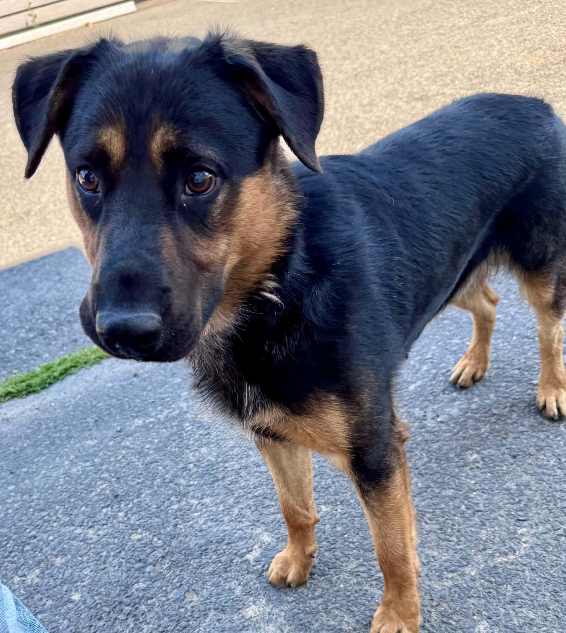 Enlarge Squishy, a ADOPTABLE mixed breed in Bend, OR image 6/6