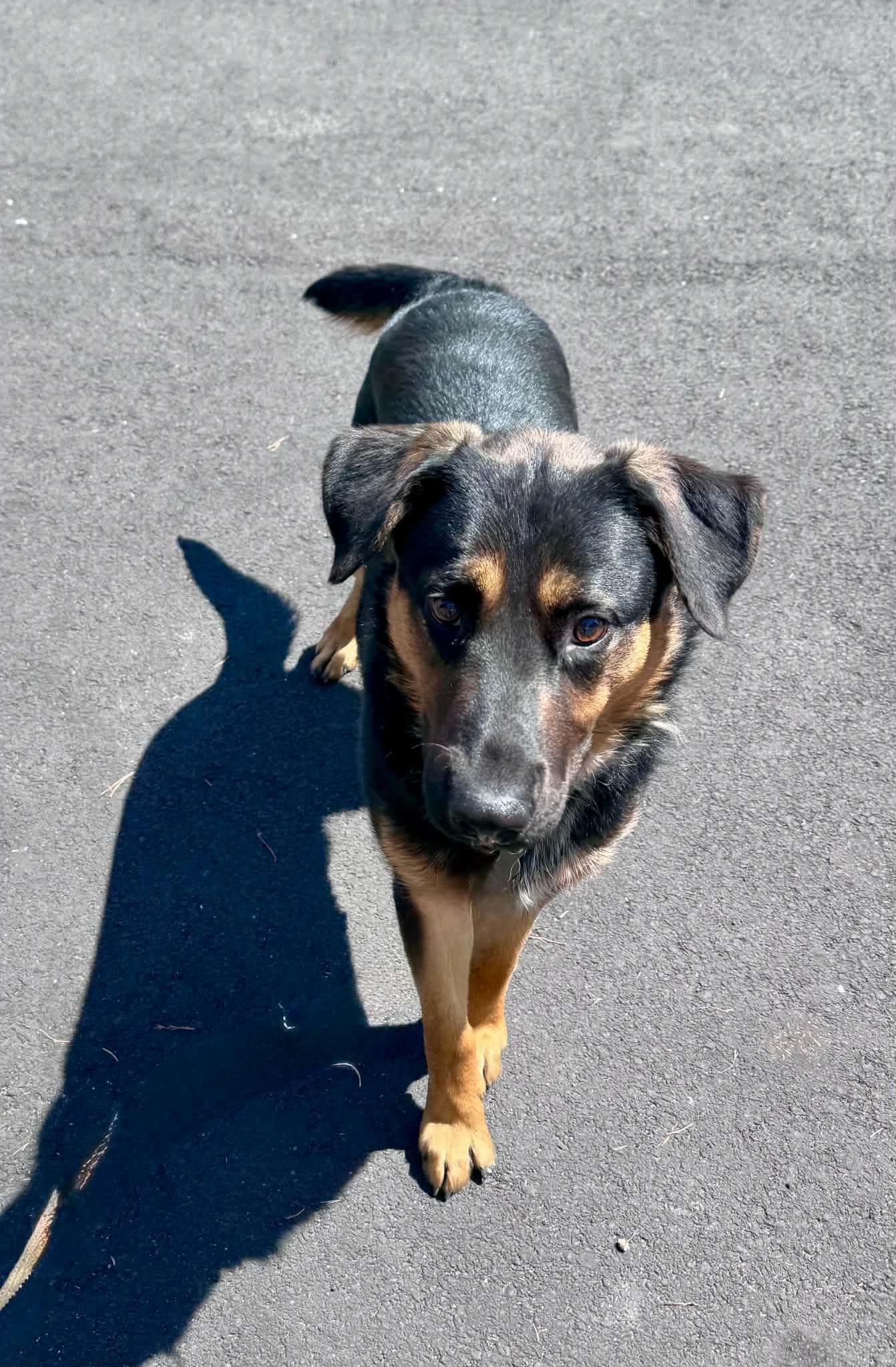 Enlarge Squishy, a ADOPTABLE mixed breed in Bend, OR image 5/6