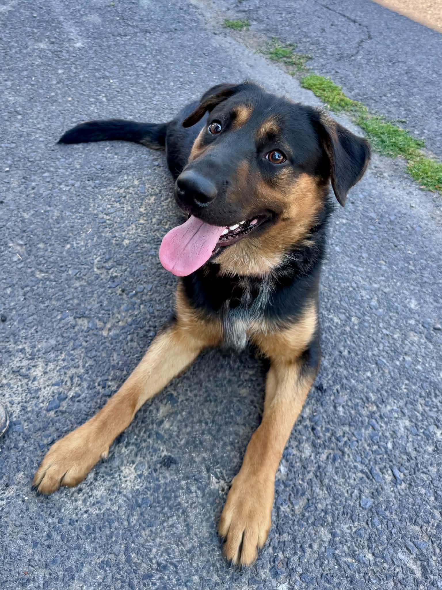 Enlarge Squishy, a ADOPTABLE mixed breed in Bend, OR image 3/6