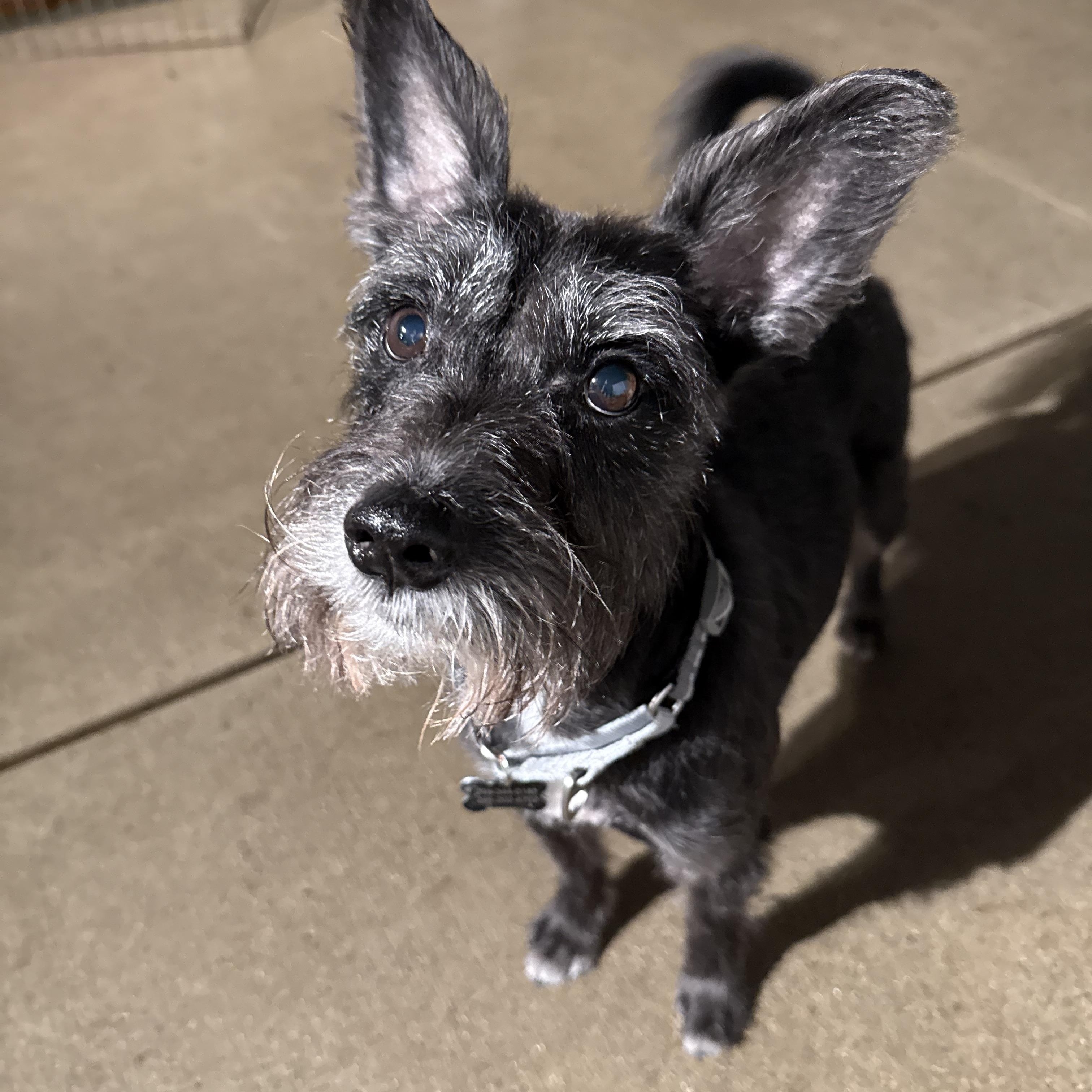 Dino, an adopted Schnauzer in Novi, MI image 1/6
