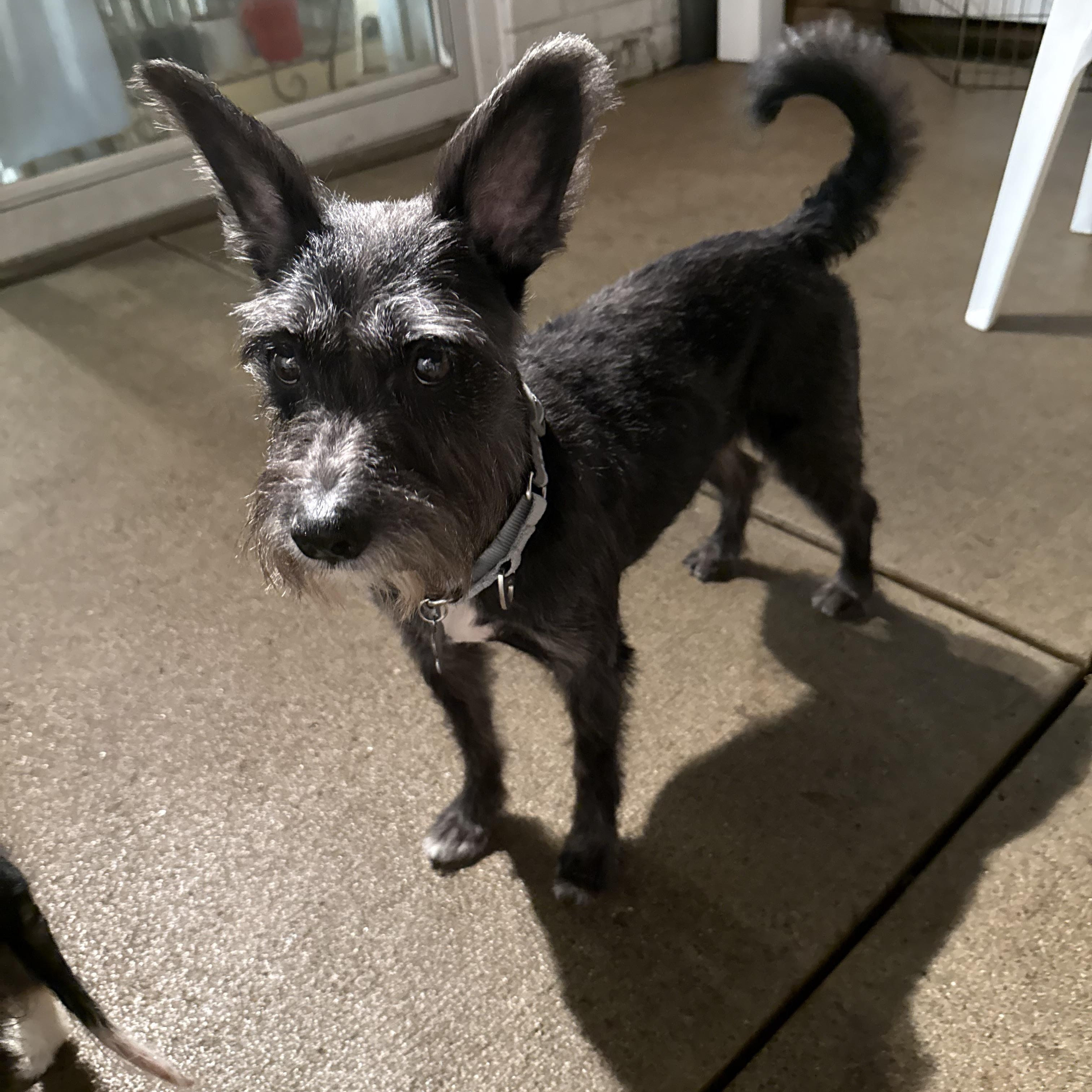 Dino, an adopted Schnauzer in Novi, MI image 4/6