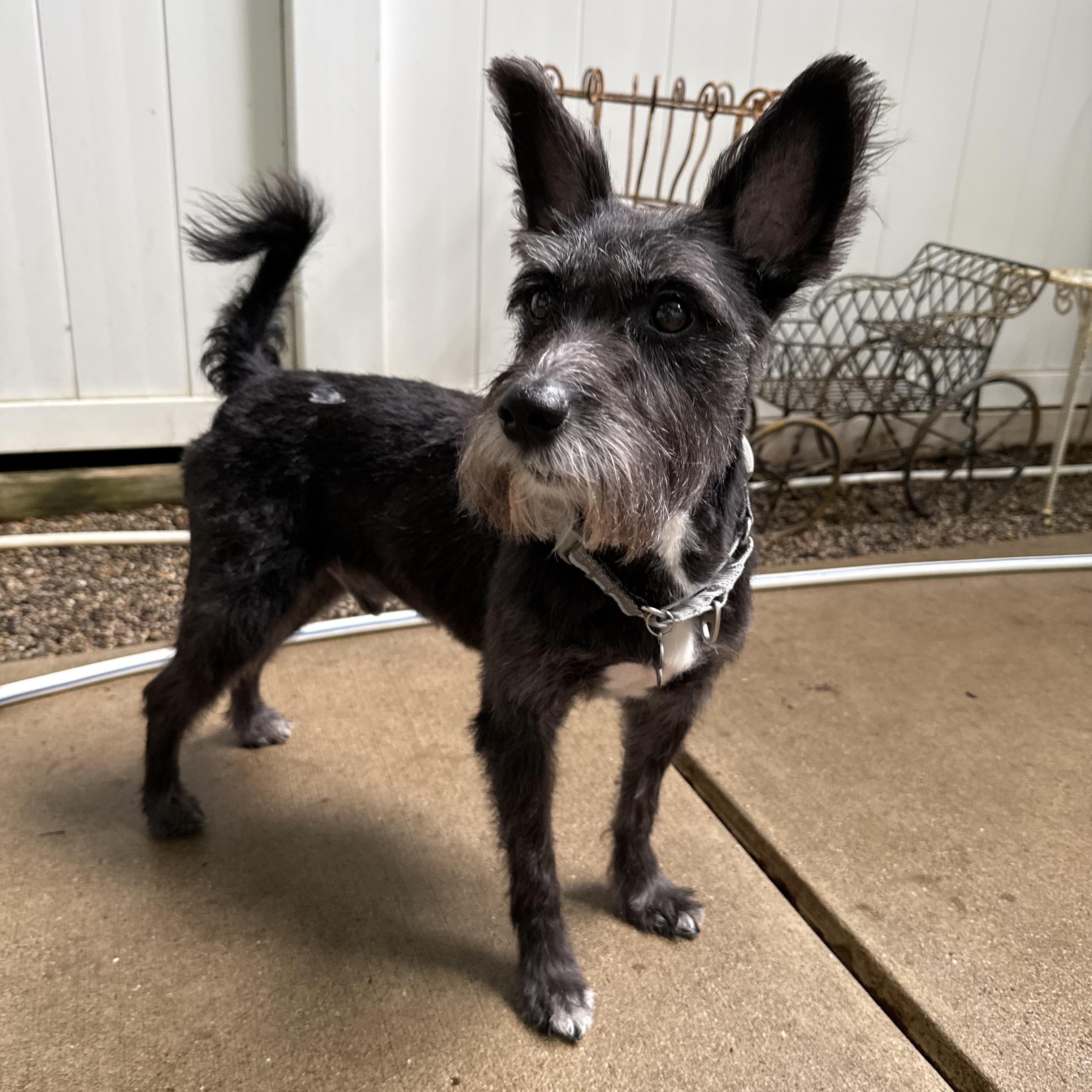 Dino, an adopted Schnauzer in Novi, MI image 5/6