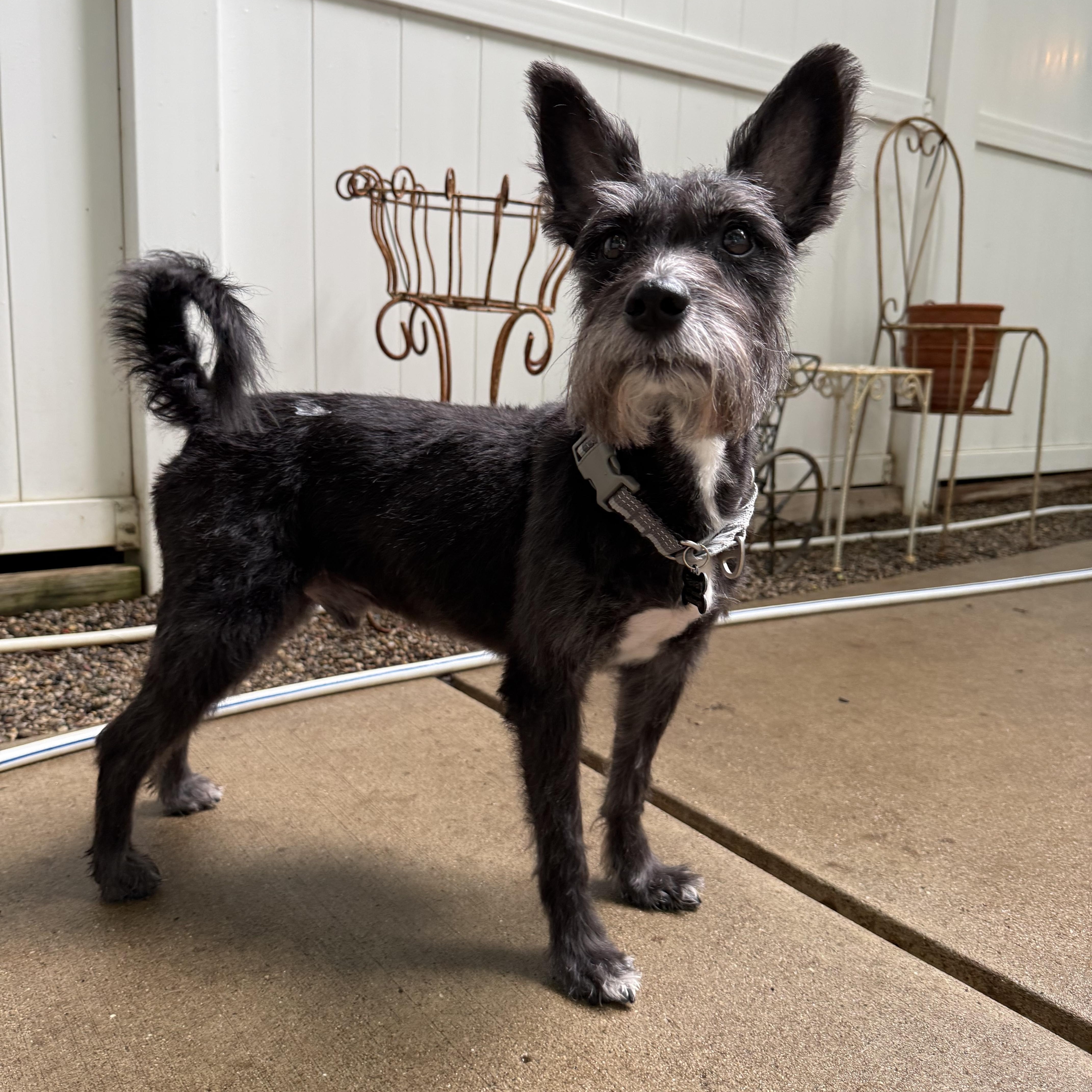 Dino, an adopted Schnauzer in Novi, MI image 3/6