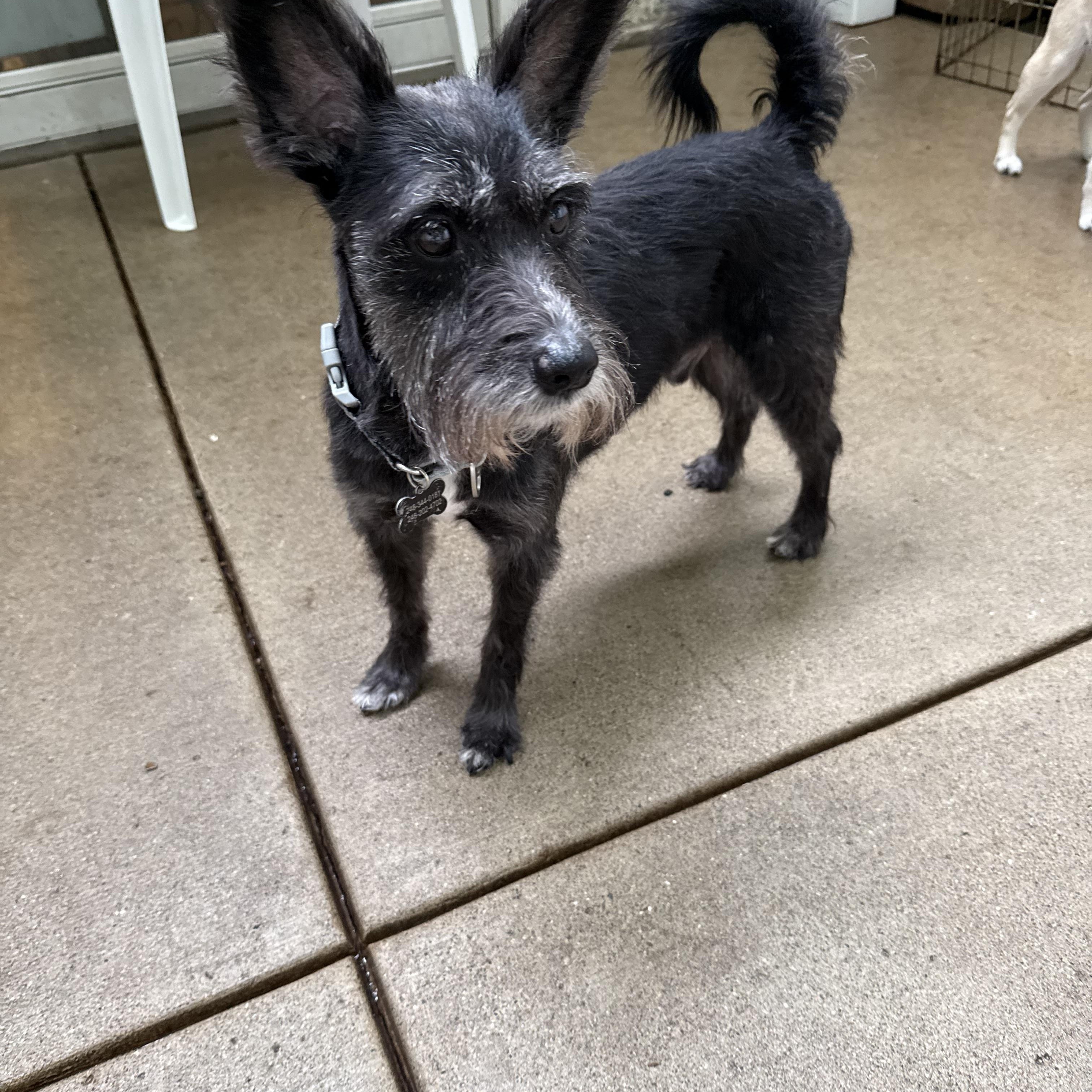 Dino, an adopted Schnauzer in Novi, MI image 2/6