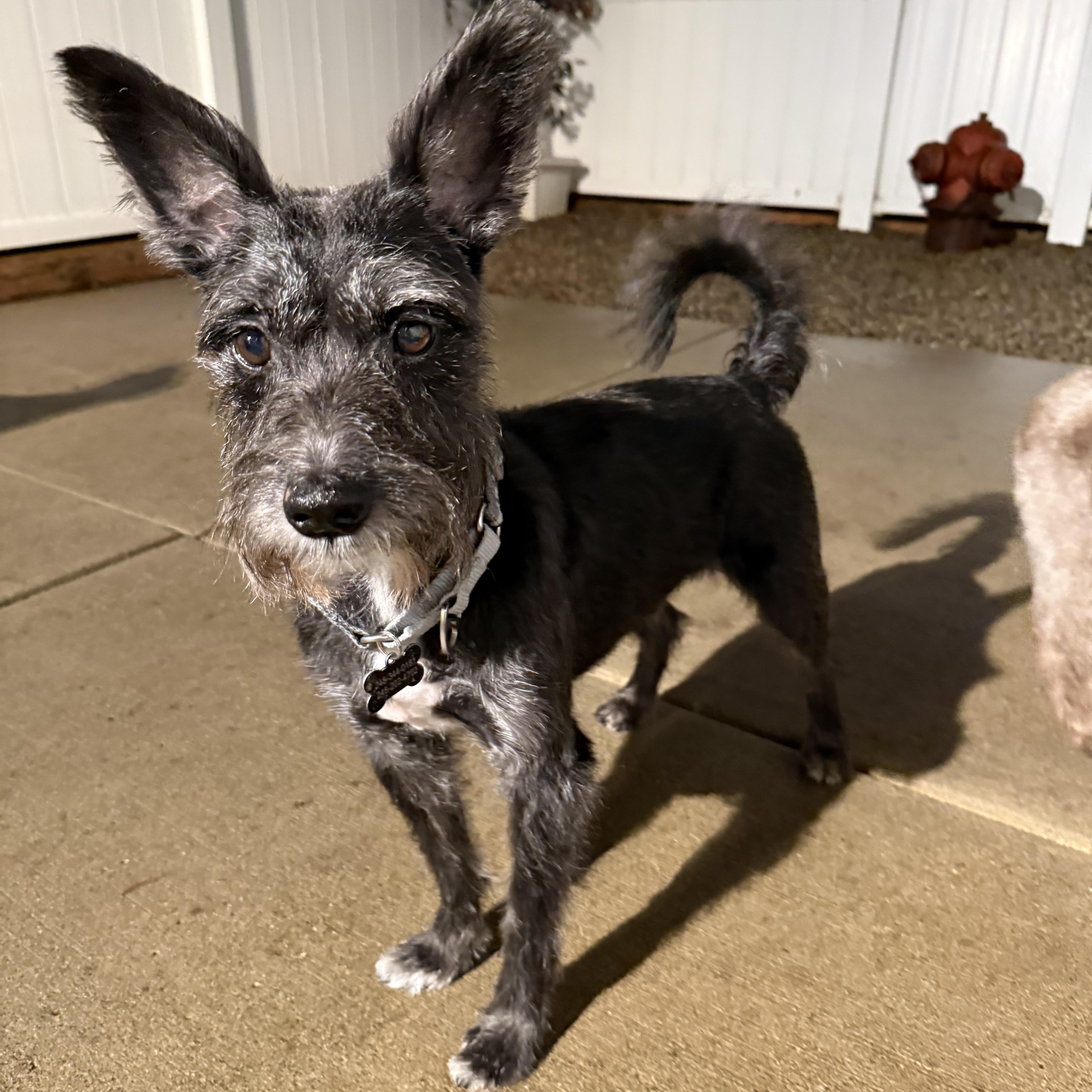 Dino, an adopted Schnauzer in Novi, MI image 6/6