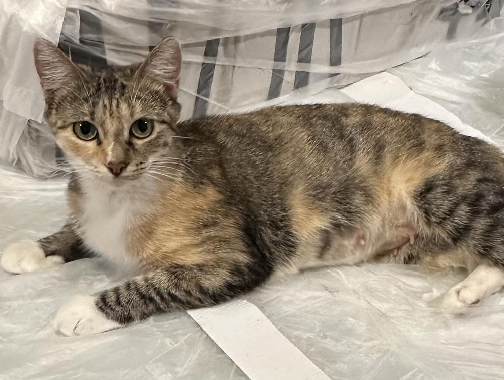 Sofia — thumbnail 2