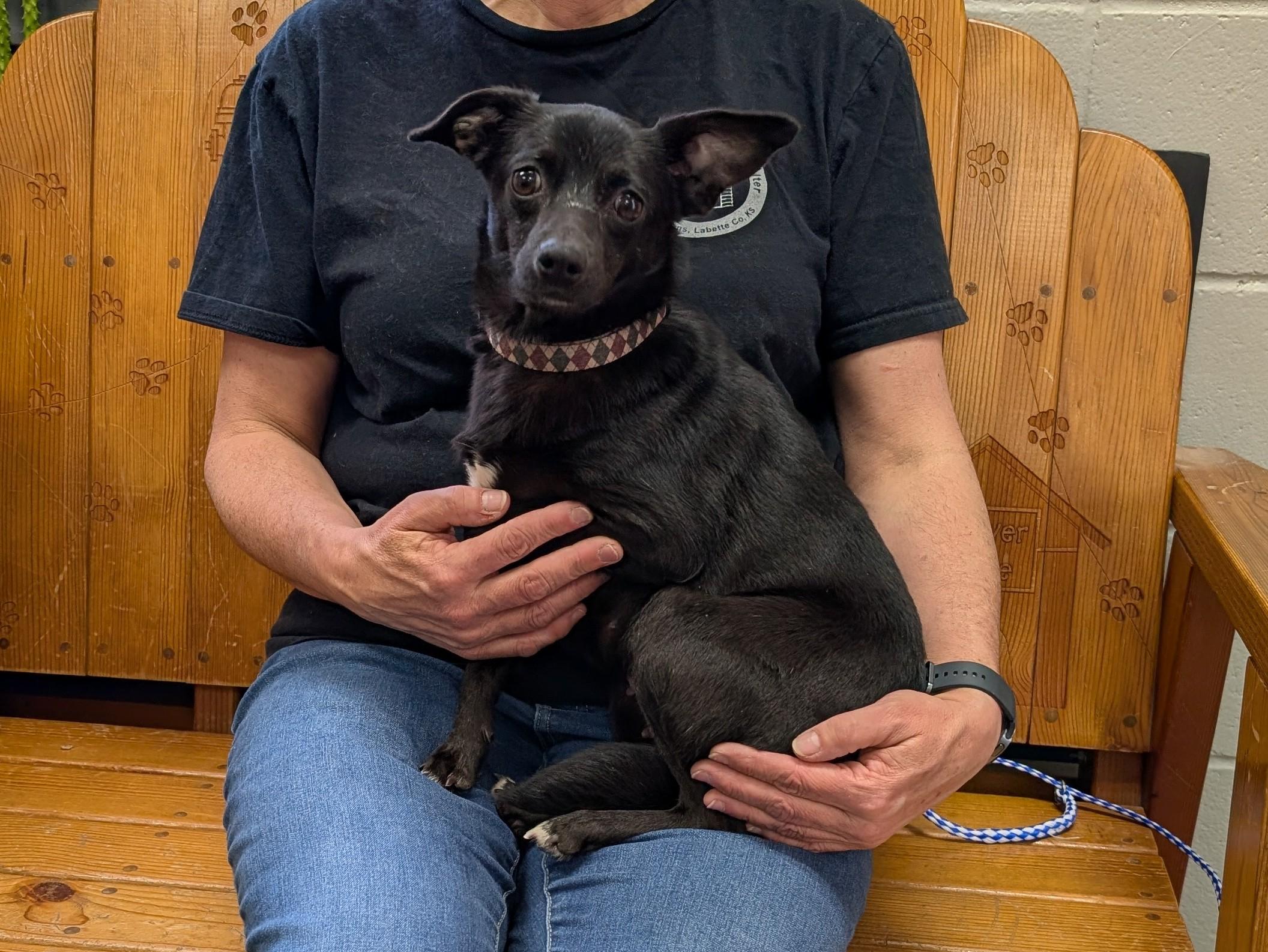 Espresso, ADOPTABLE, Young Female Chihuahua.