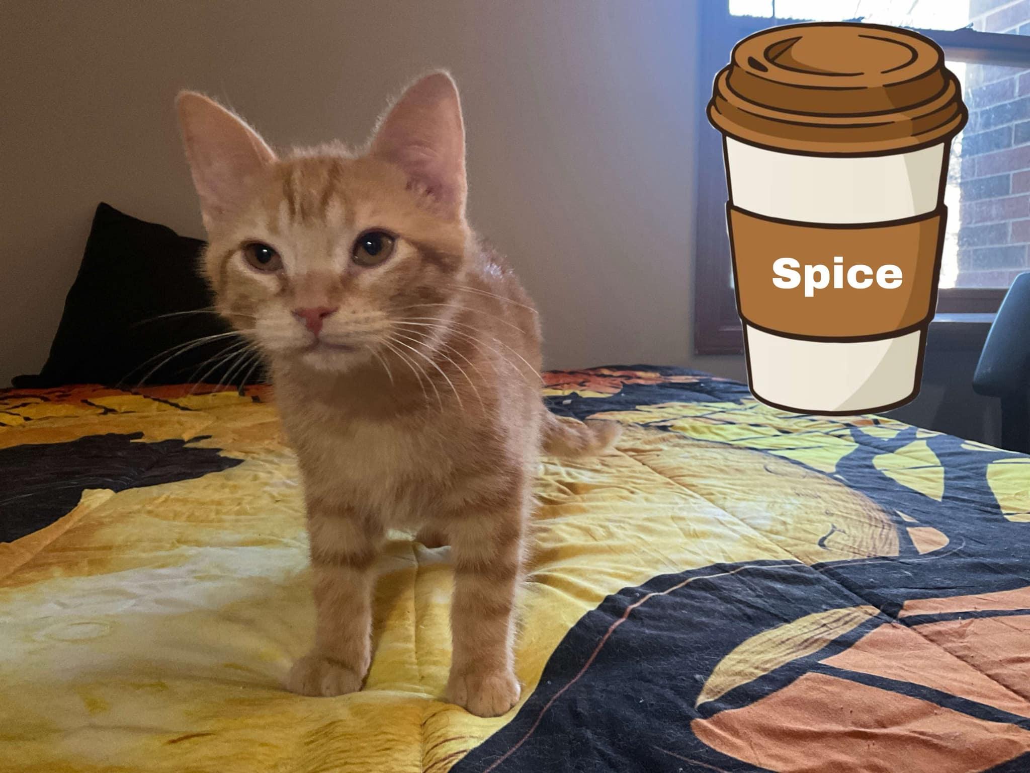 Enlarge Spice, an adopted Domestic Short Hair in Crystal Lake, IL image 3/4