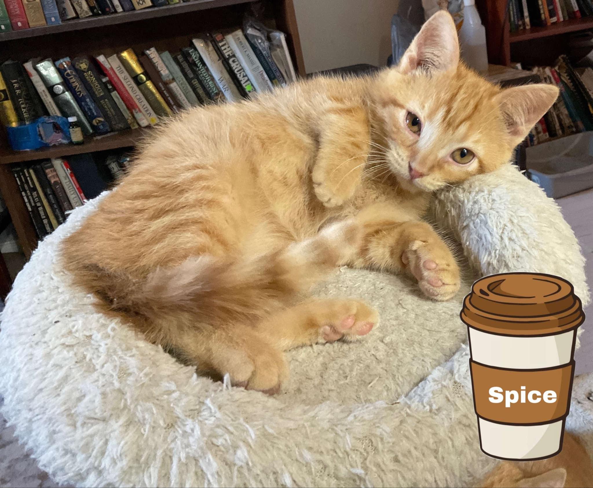 Enlarge Spice, an adopted Domestic Short Hair in Crystal Lake, IL image 2/4