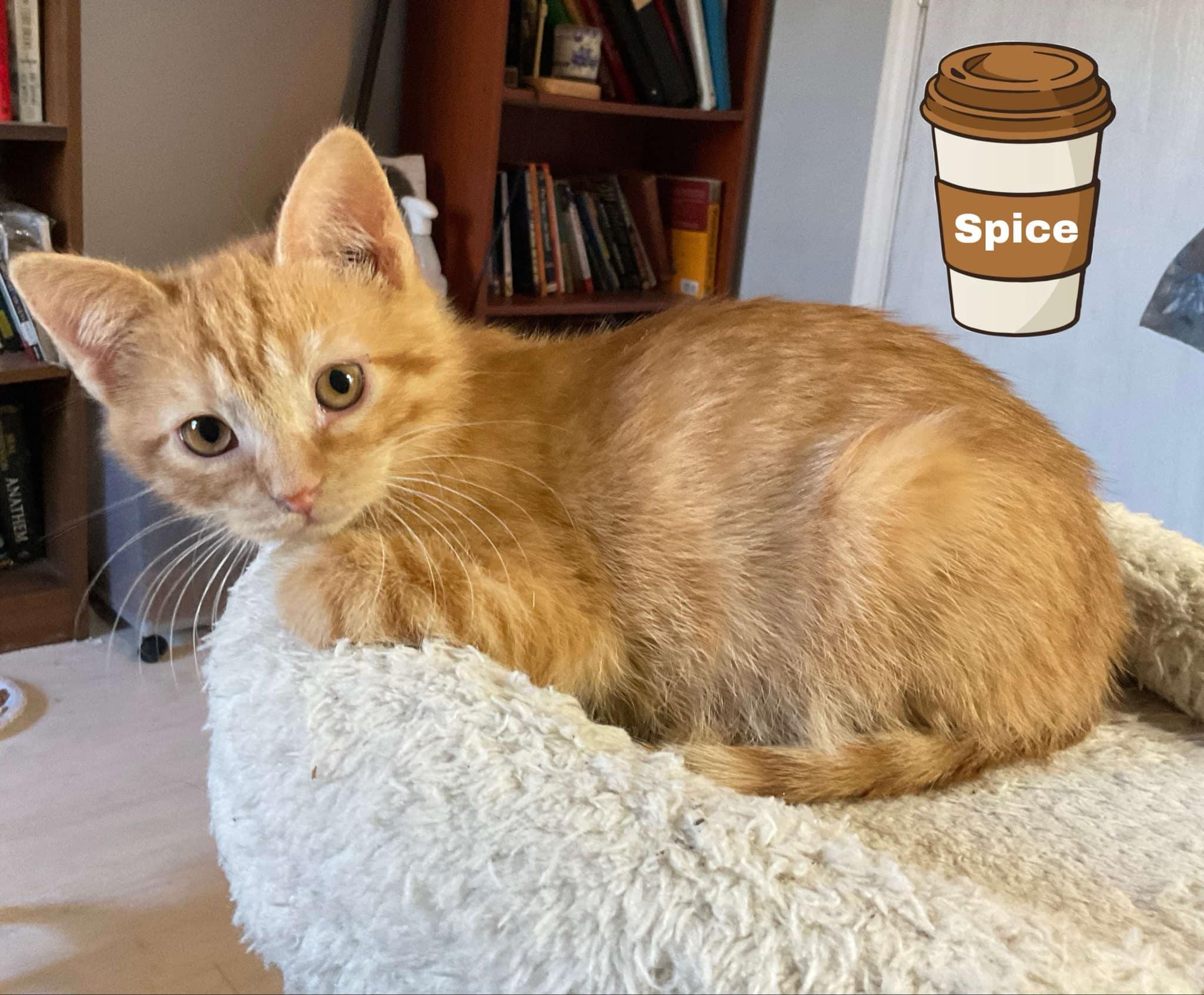 Enlarge Spice, an adopted Domestic Short Hair in Crystal Lake, IL image 1/4