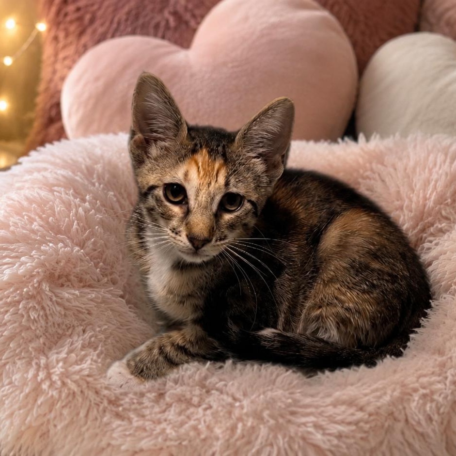 Magnolia, a ADOPTABLE mixed breed in Hartford, CT image 1/4