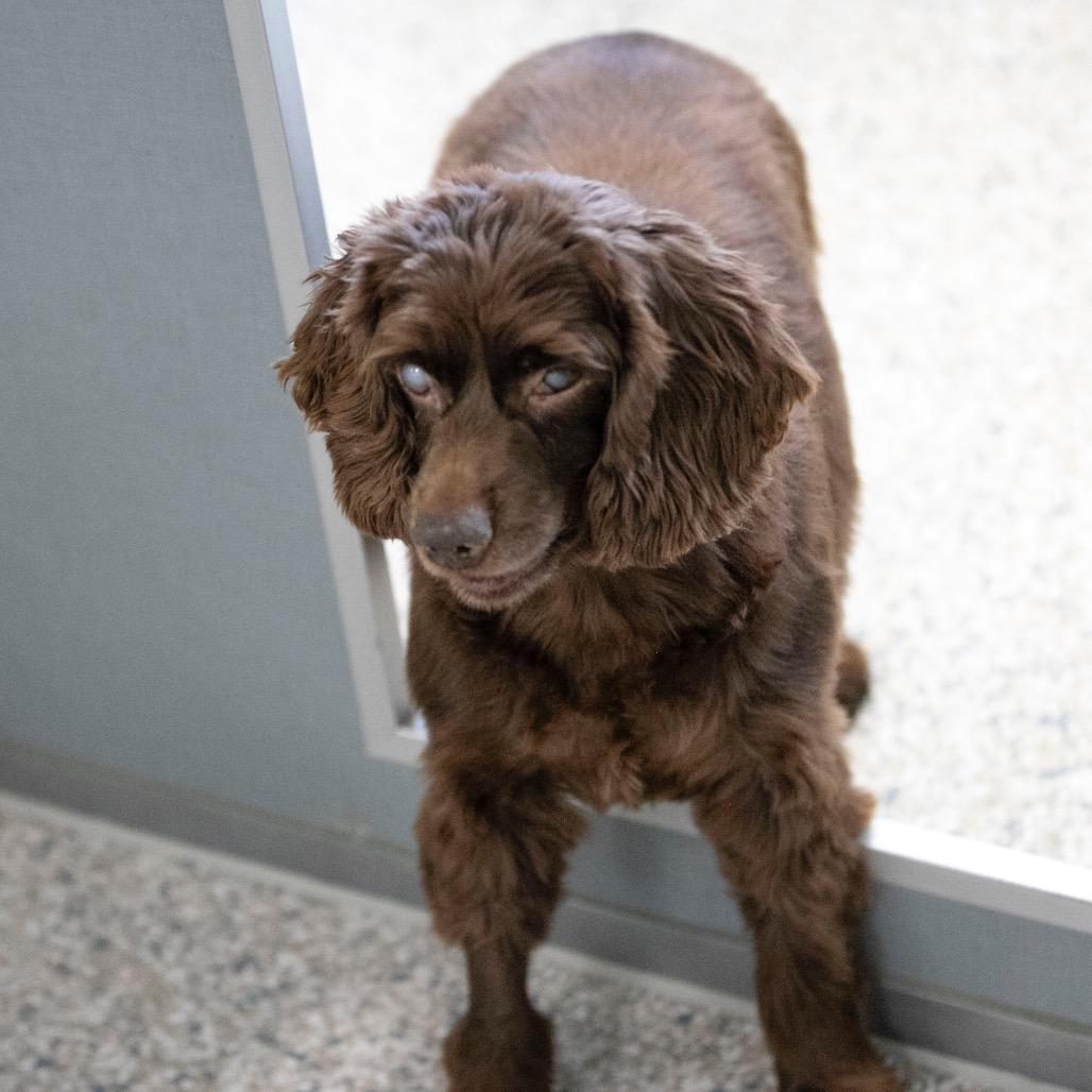 Hope (OT25-87), Adoptable, Senior Female Cocker Spaniel.