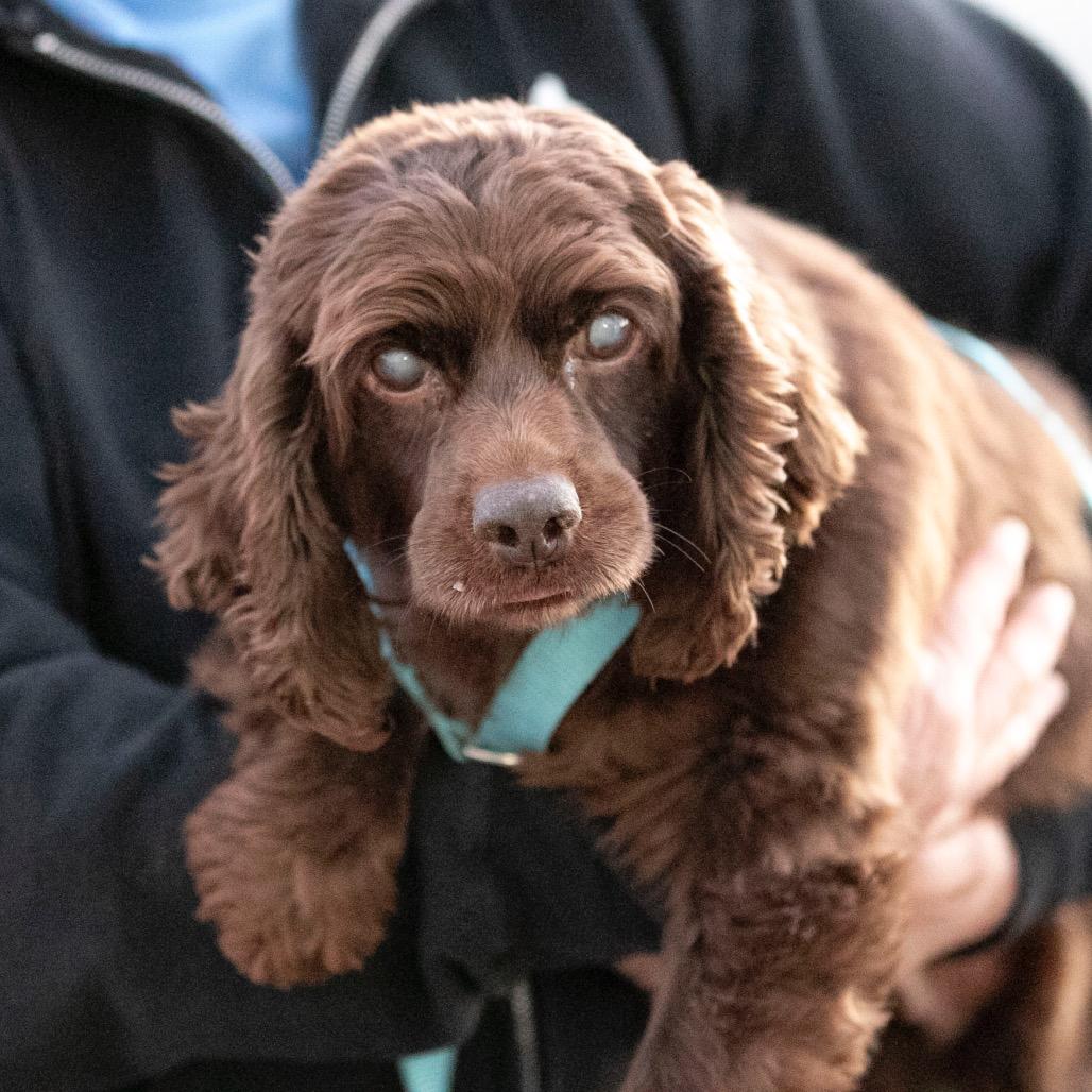 Enlarge Hope (OT25-87), a Adoptable Cocker Spaniel in Peyton, CO image 2/6