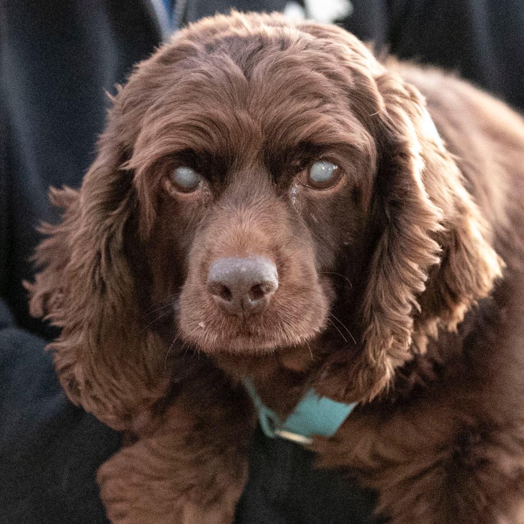 Enlarge Hope (OT25-87), a Adoptable Cocker Spaniel in Peyton, CO image 3/6