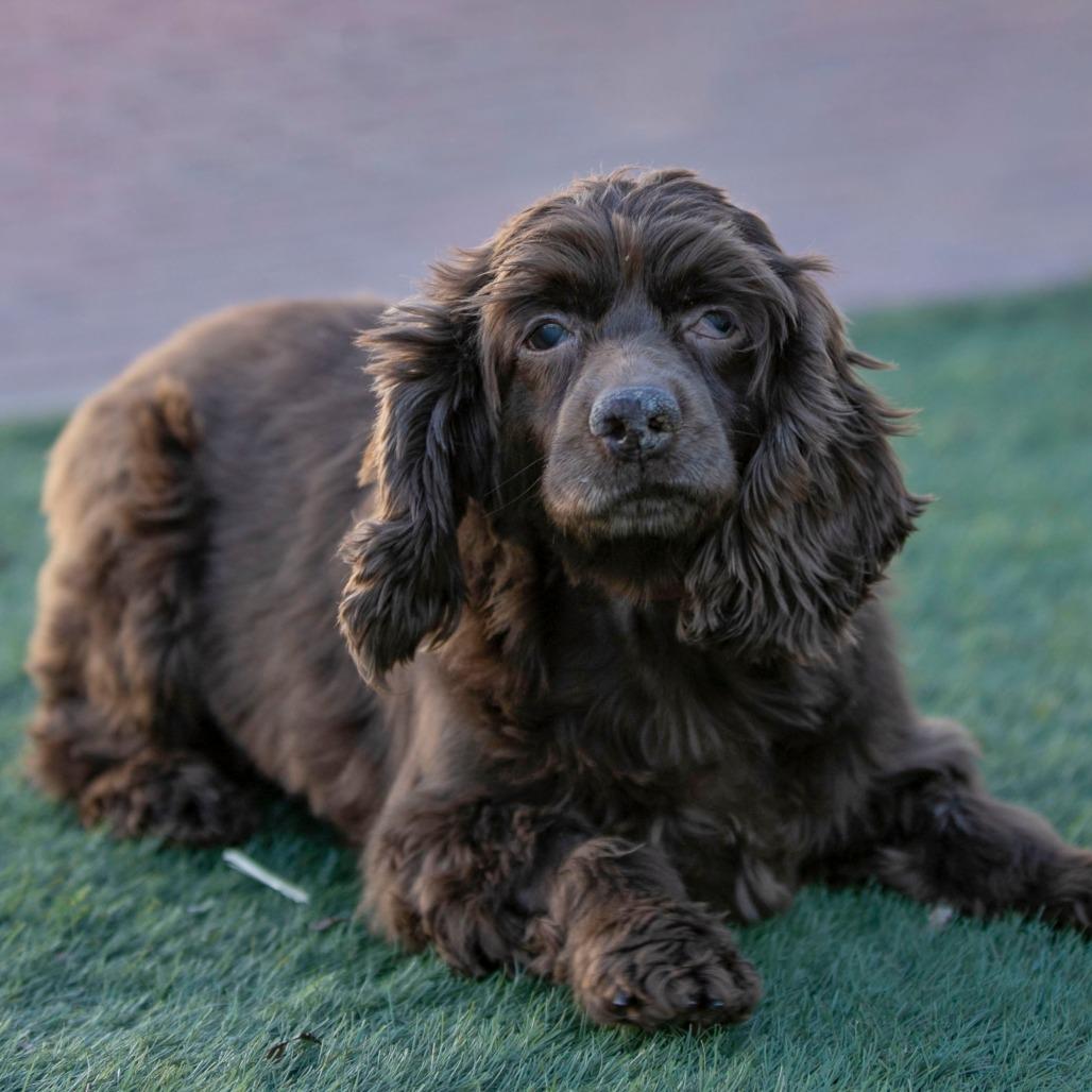 Enlarge Hope (OT25-87), a Adoptable Cocker Spaniel in Peyton, CO image 4/6