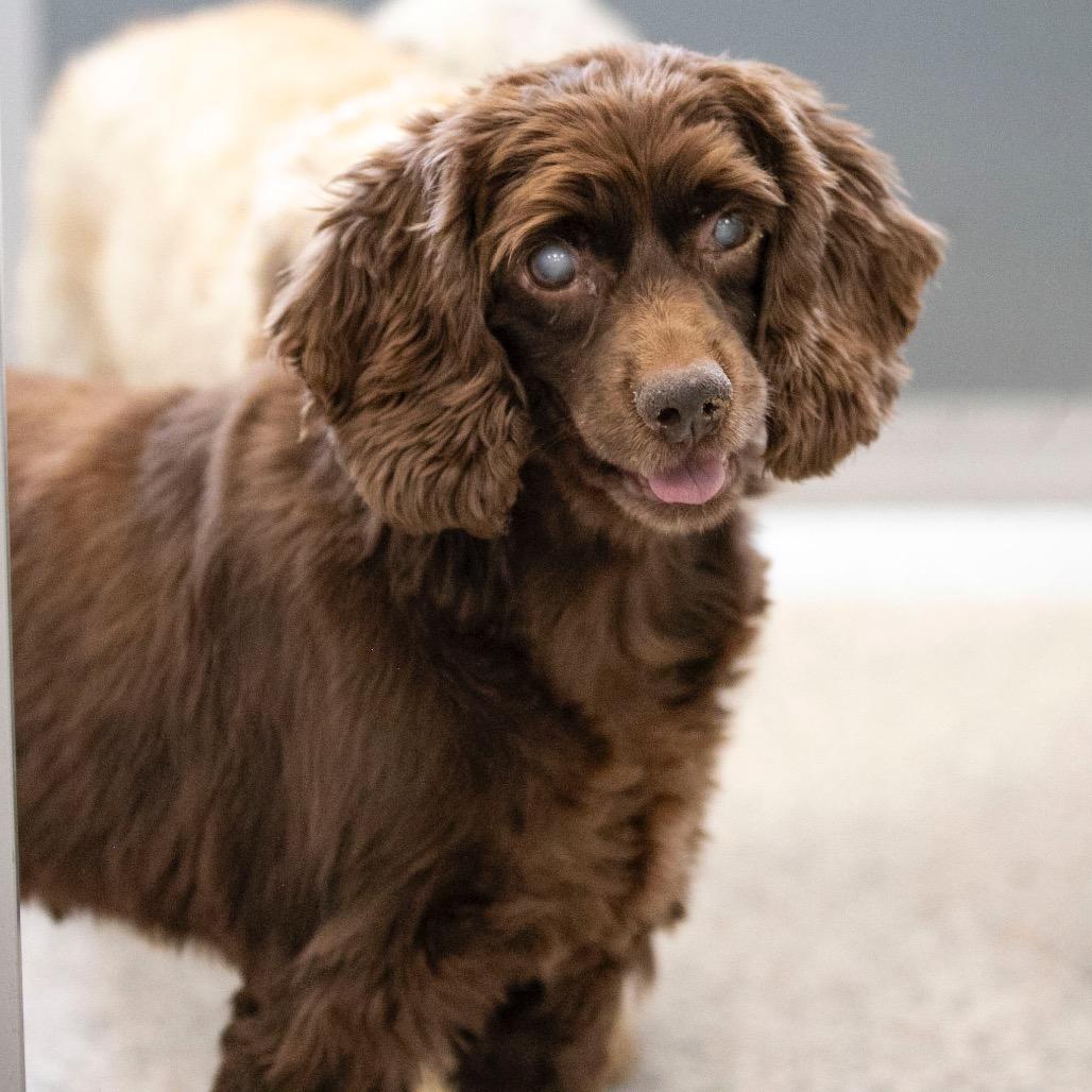 Enlarge Hope (OT25-87), a Adoptable Cocker Spaniel in Peyton, CO image 5/6