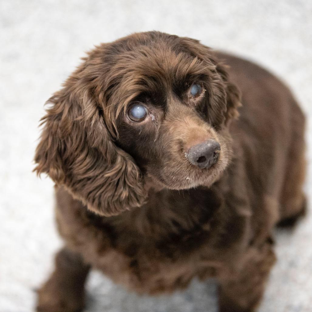 Enlarge Hope (OT25-87), a Adoptable Cocker Spaniel in Peyton, CO image 6/6