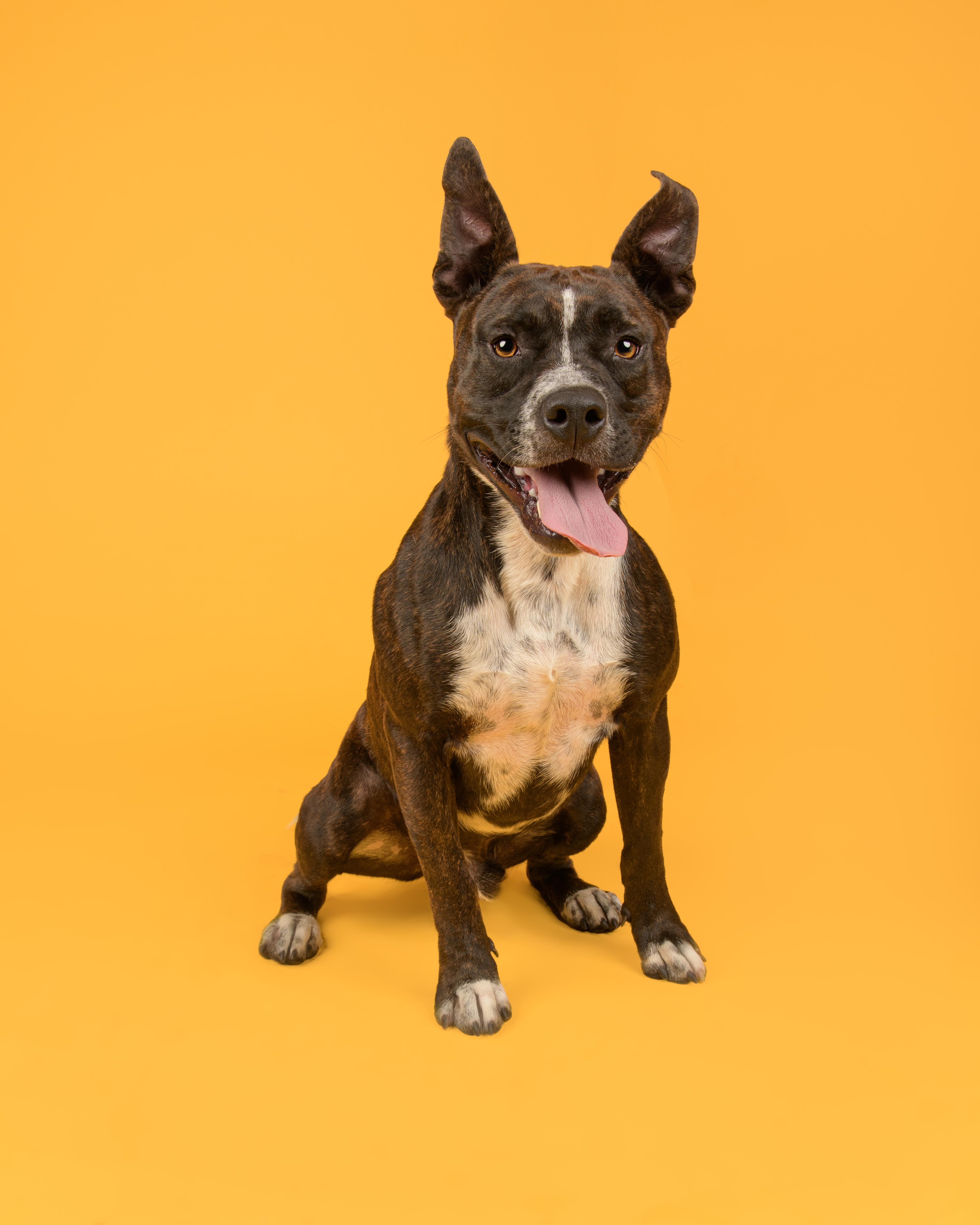 Travis, a Adoptable mixed breed in AQUEBOGUE, NY image 3/3