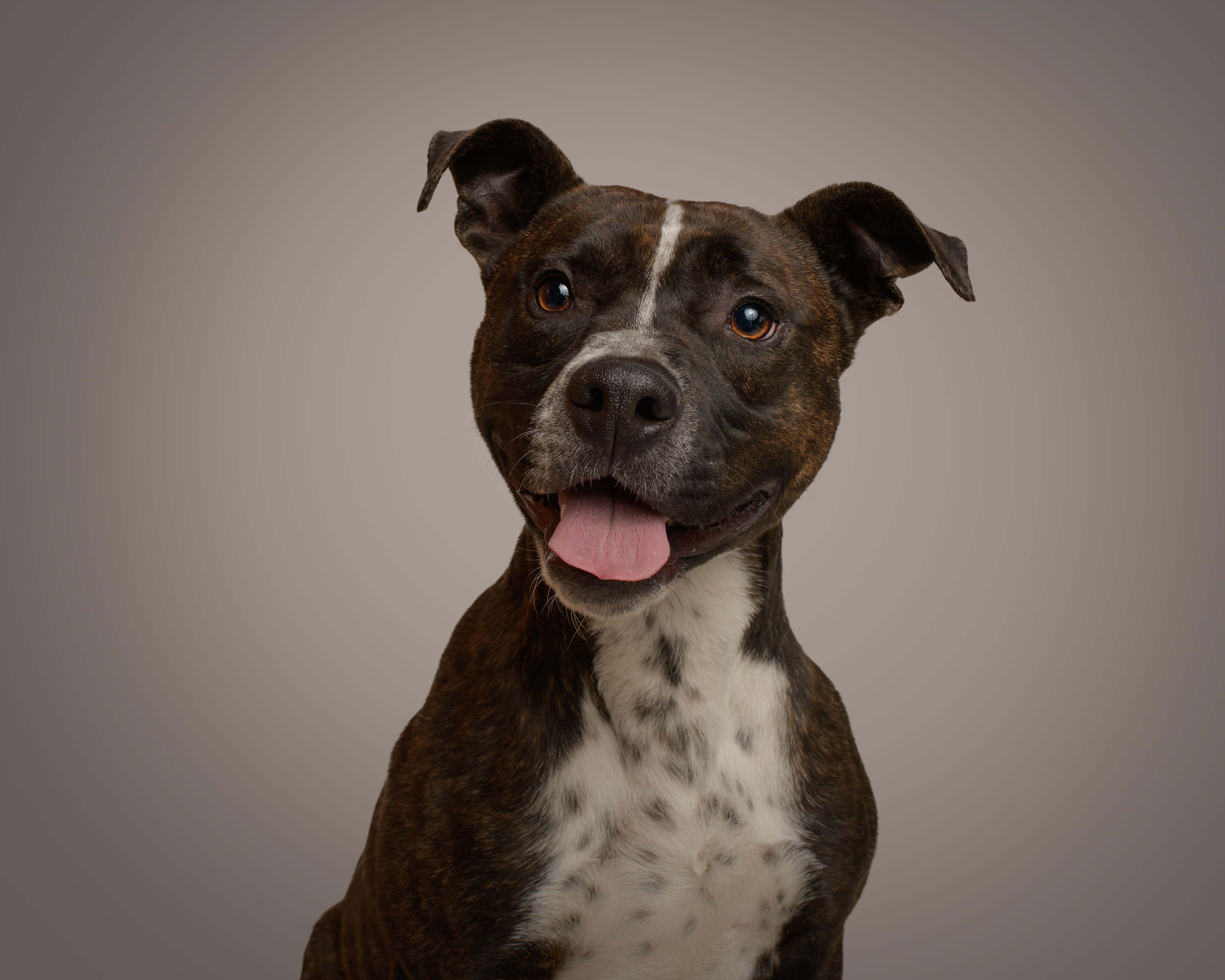 Travis, Adoptable, Young Male Terrier.