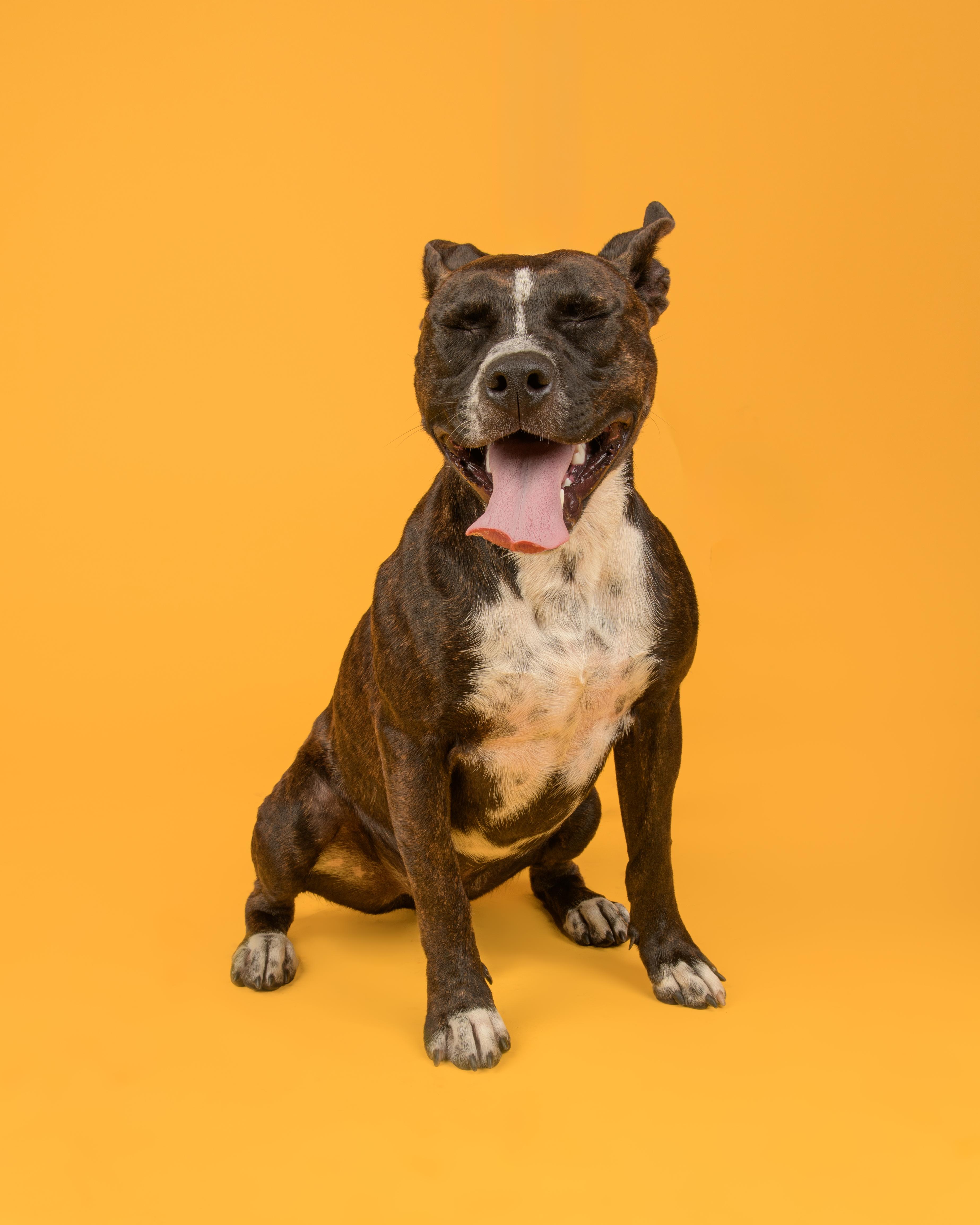 Travis, a Adoptable mixed breed in AQUEBOGUE, NY image 2/3