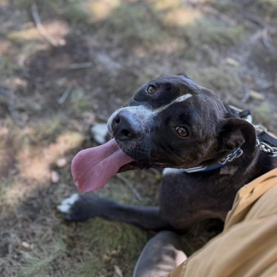Enlarge Travis, a Adoptable mixed breed in AQUEBOGUE, NY image 5/6