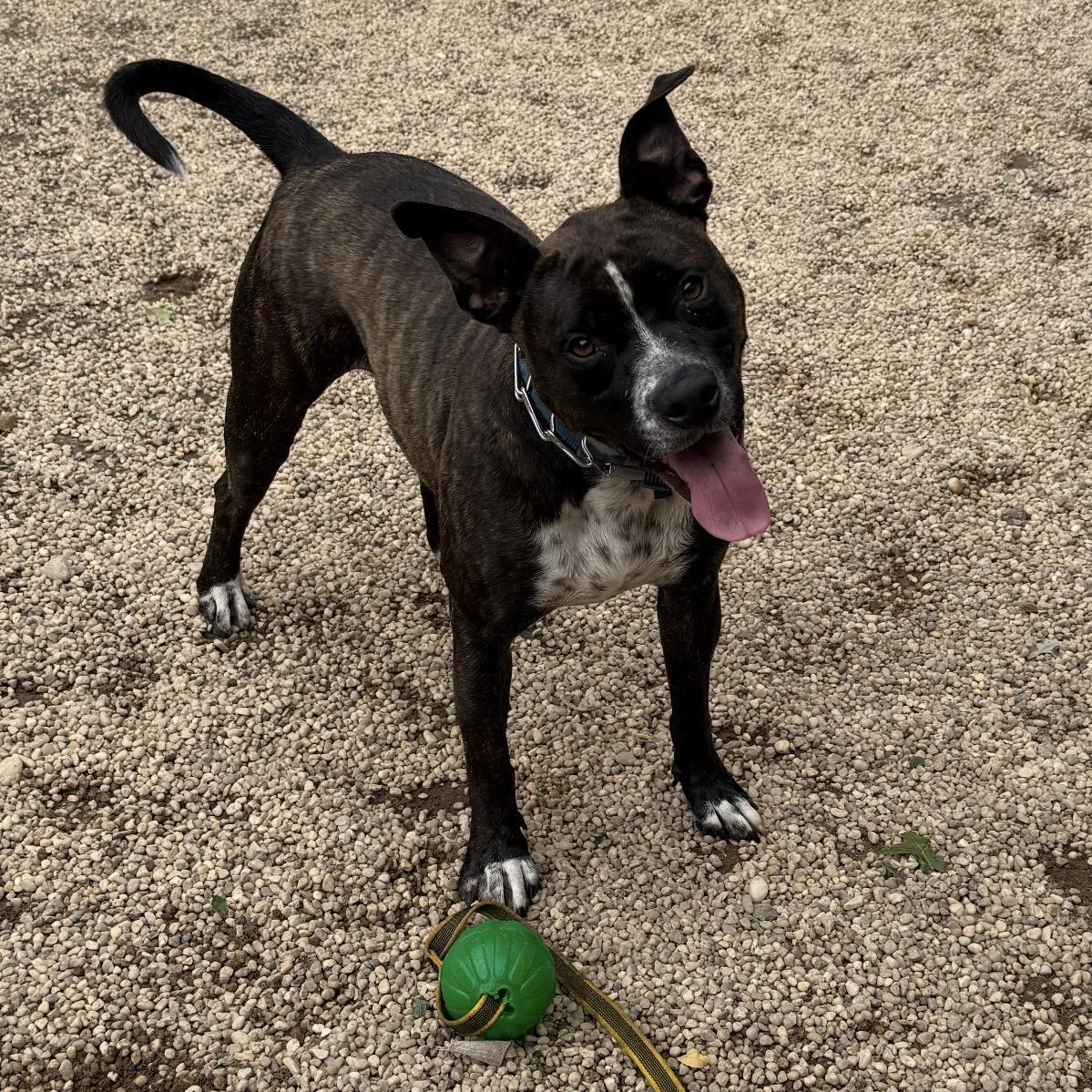 Enlarge Travis, a Adoptable mixed breed in AQUEBOGUE, NY image 6/6