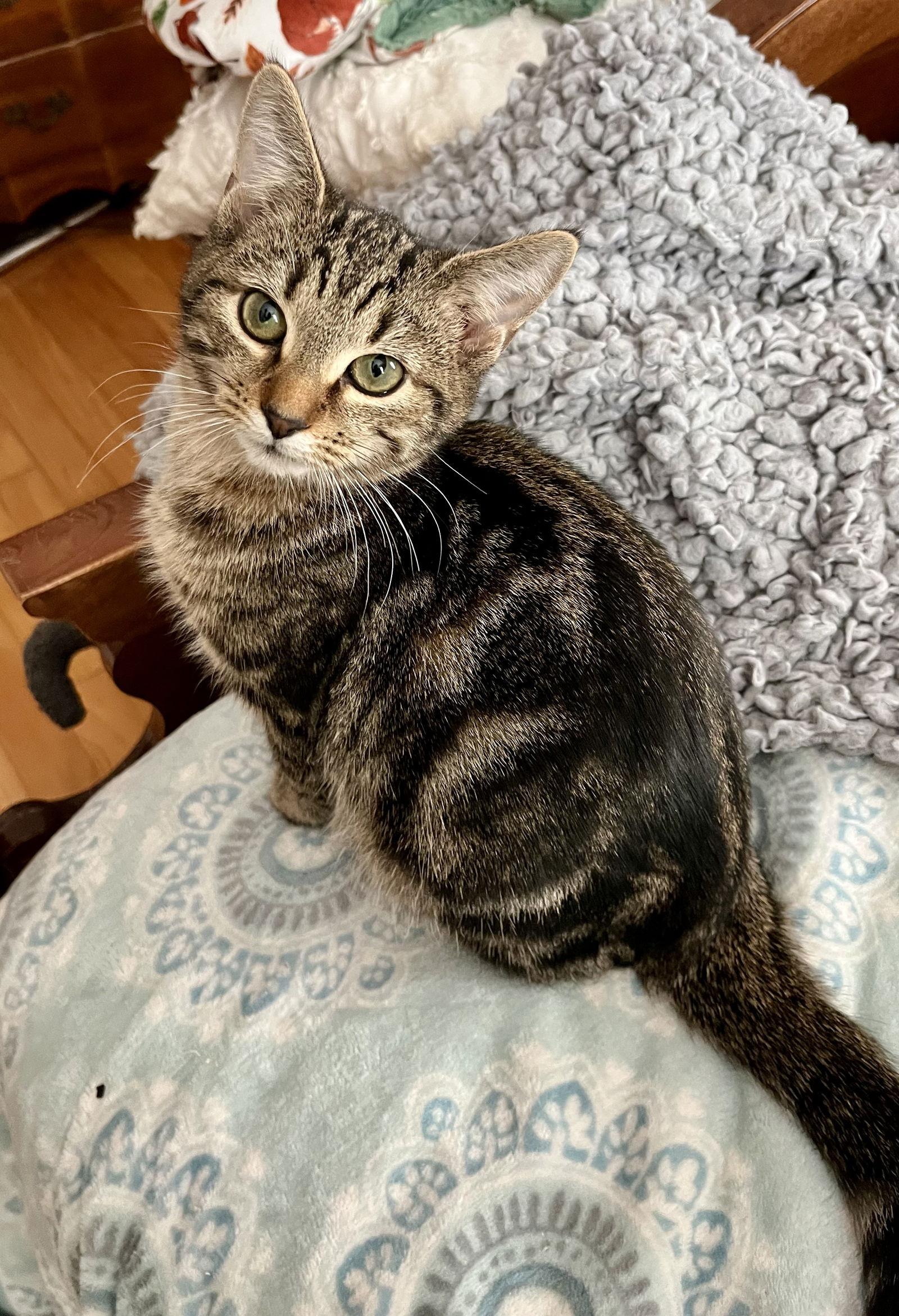 Auggie, Adoptable, Kitten Male Tortoiseshell.