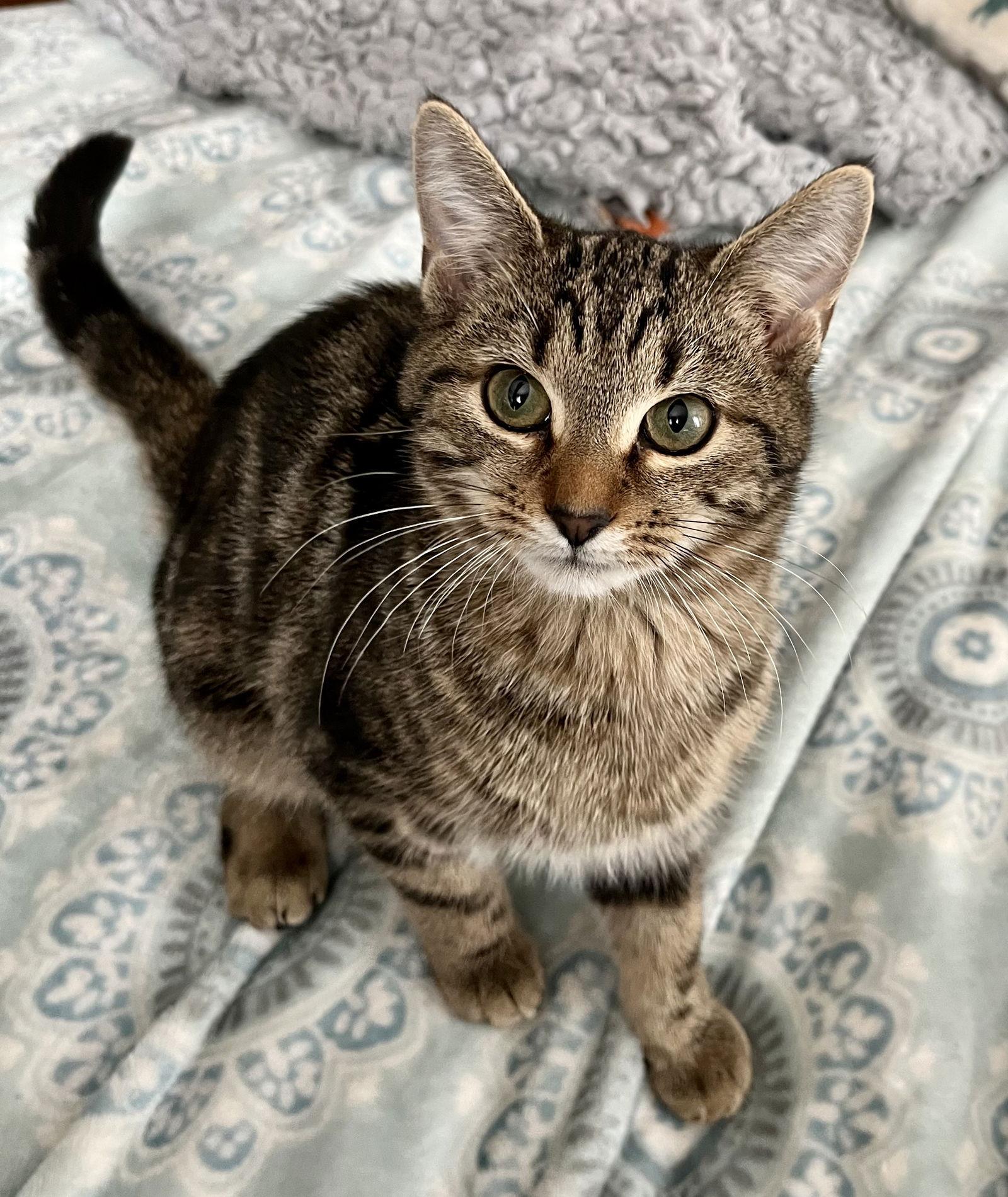 Auggie, a Adoptable Tortoiseshell in Rural Hall, NC image 2/3