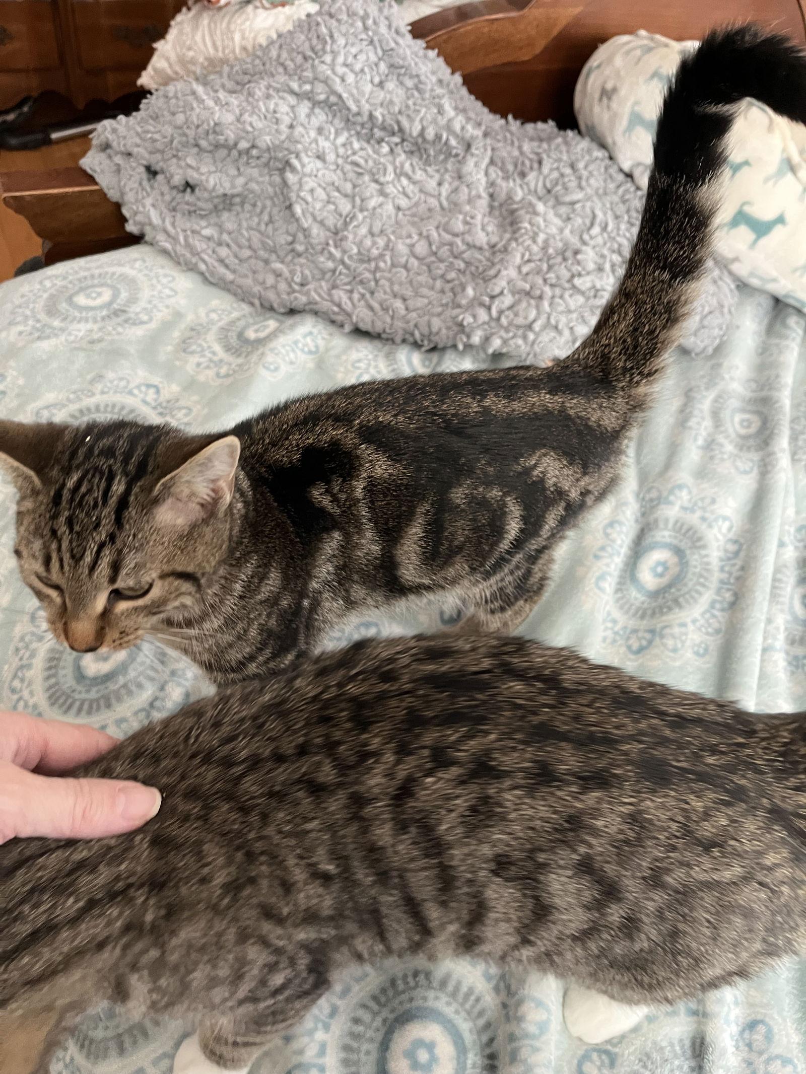 Auggie, a Adoptable Tortoiseshell in Rural Hall, NC image 3/3