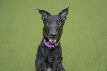 Chopper — thumbnail 2